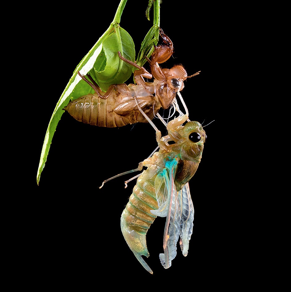 99  这个小小的生命,用尽全身的力气,一点一点地挣扎,直到最终从旧