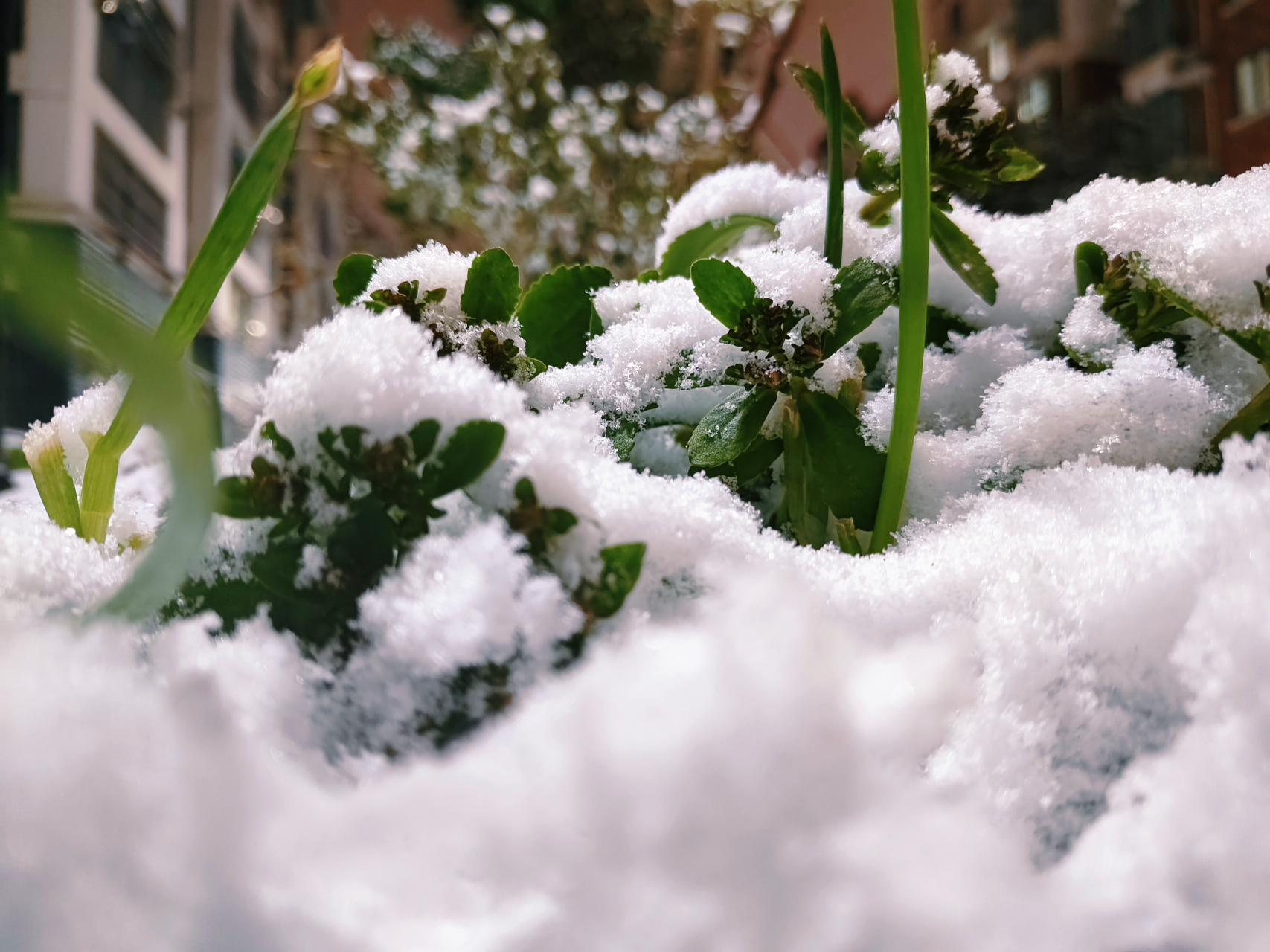 淮安下雪图片