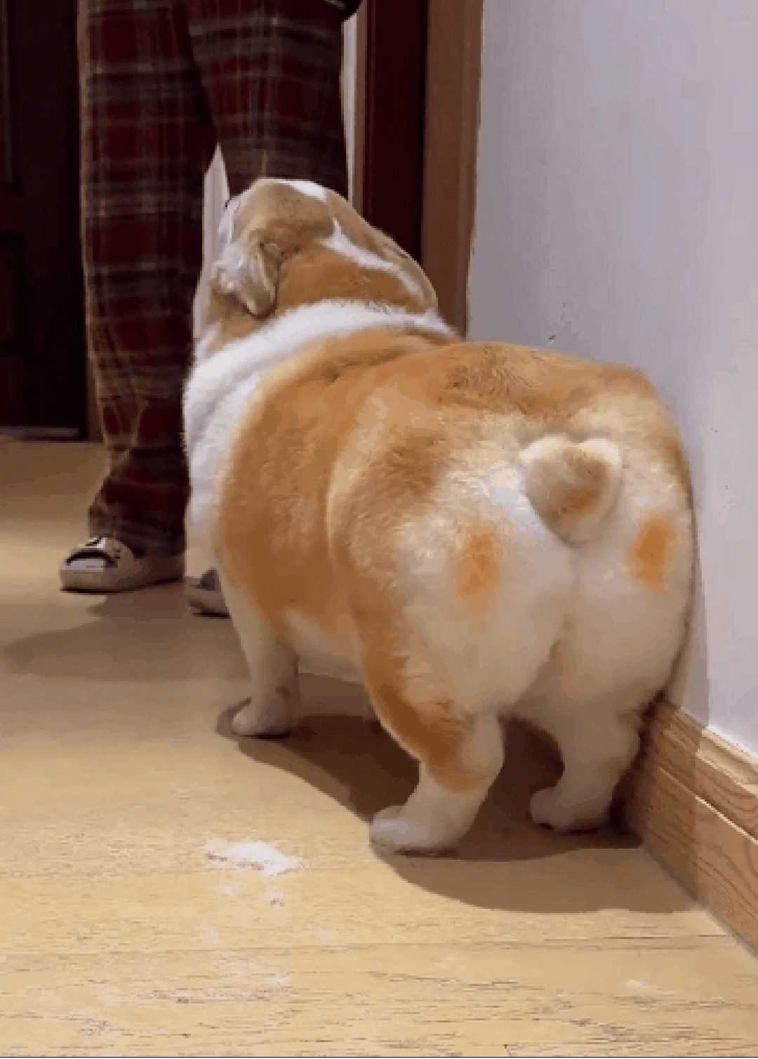 狗狗那扭动的小屁股,简直是自然界的舞蹈大师,那份灵动与节奏,教人望