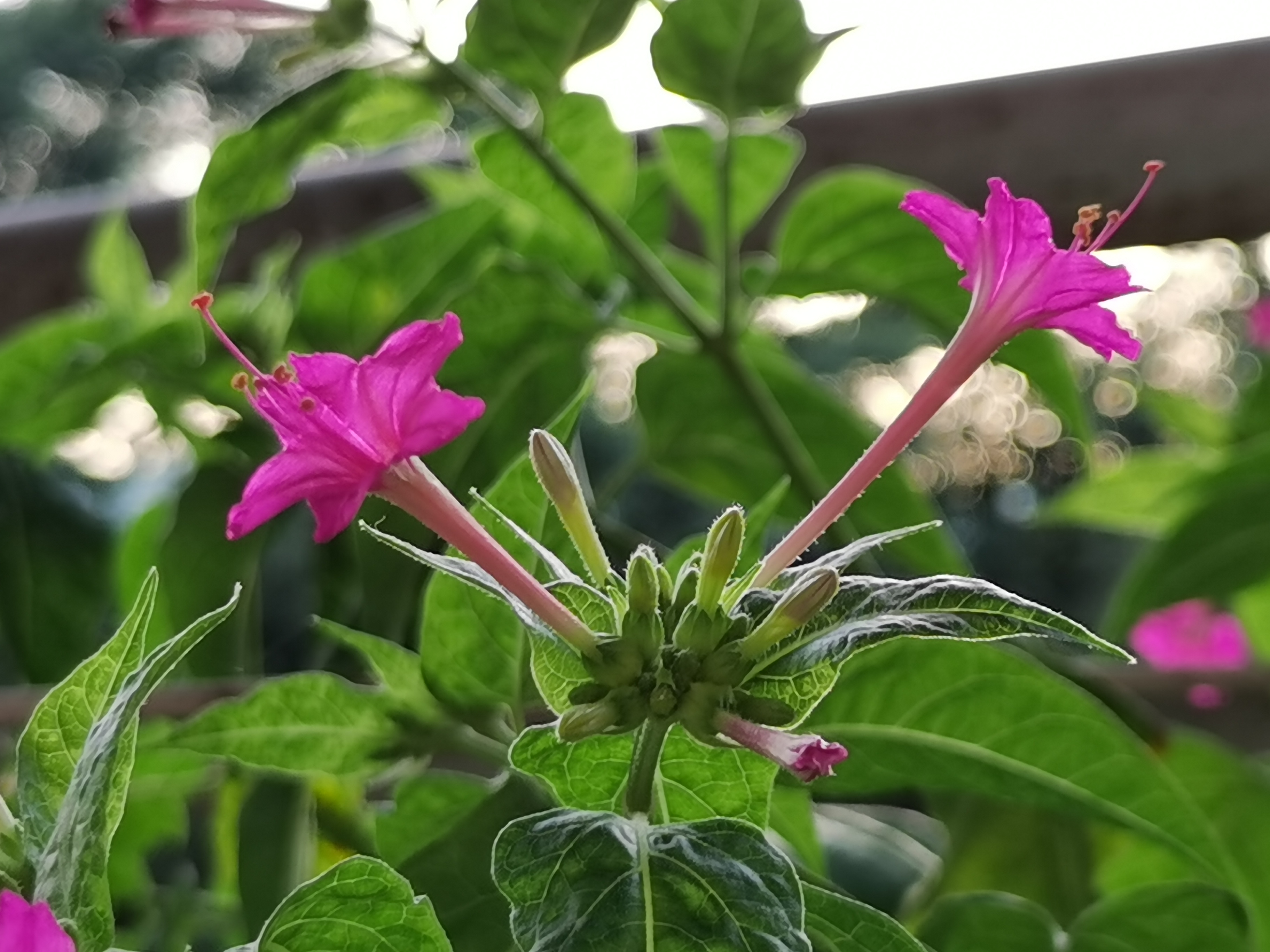 阳台上的粉籽花开了好几波了,颜色也越来越深,和酒一样,越陈越香,它是