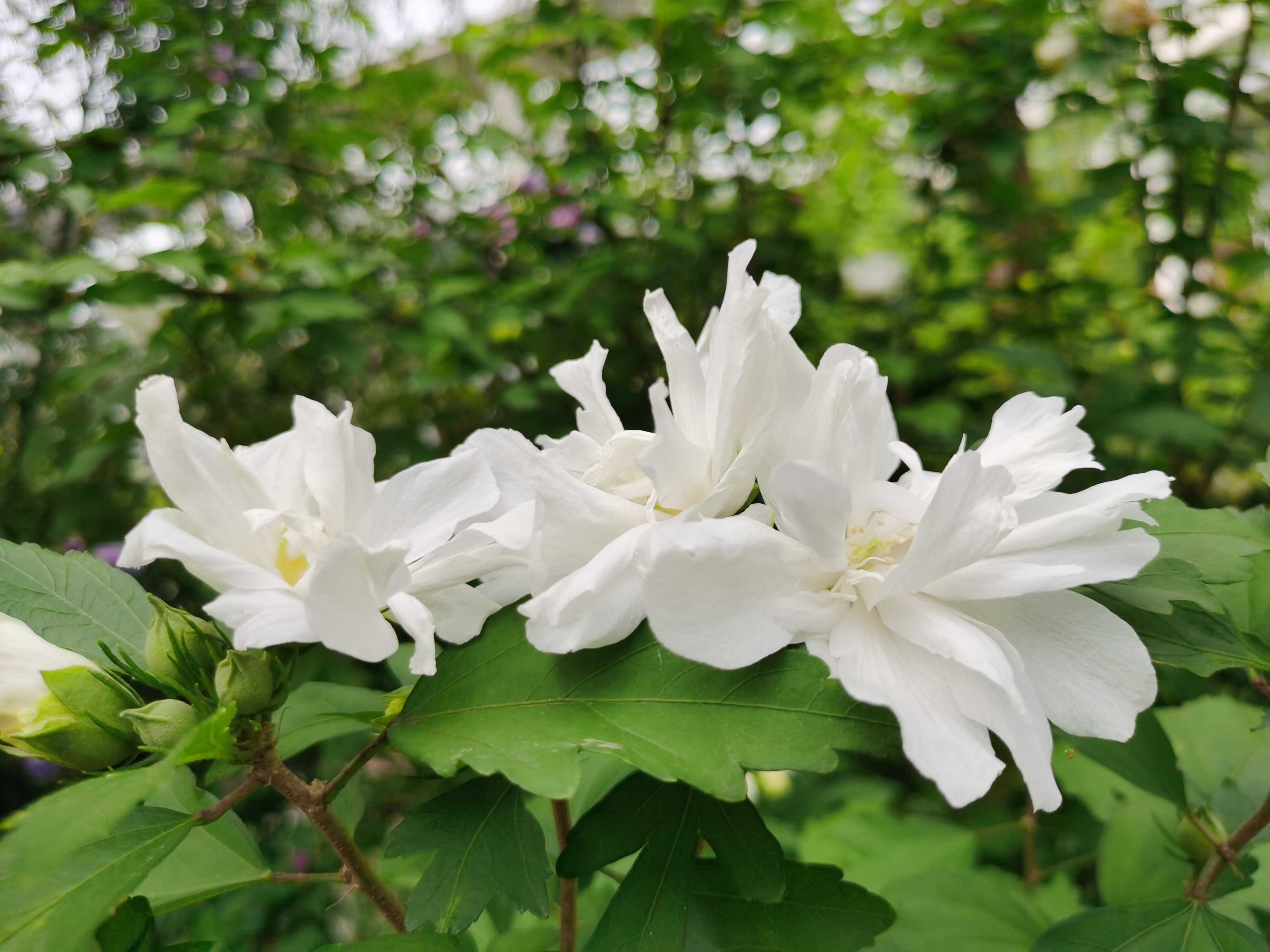 上次在沙坪公园拍过白色木槿花,单层的,便以为红色的木槿花是多层