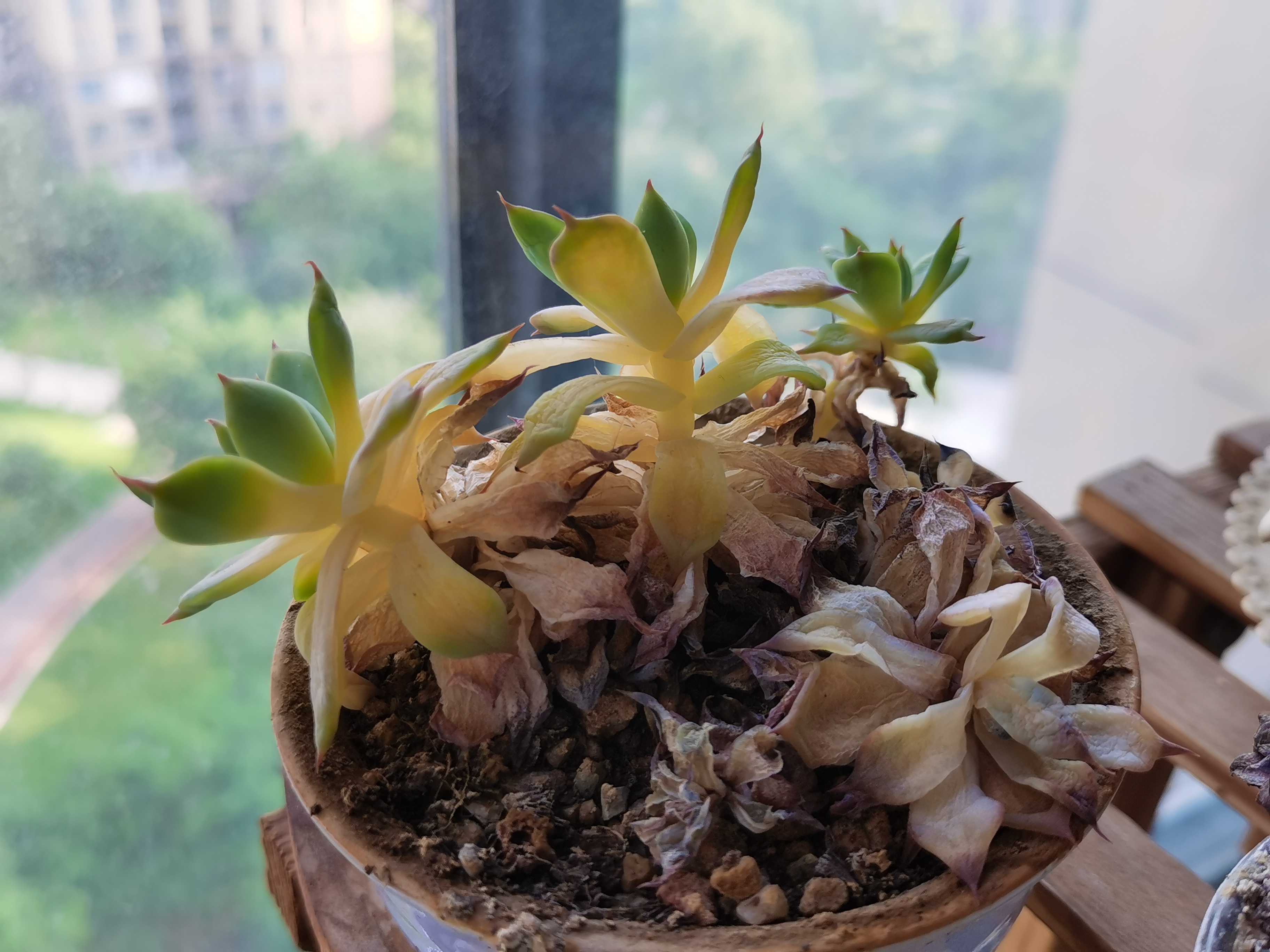 还是该浇水了多肉叶片发黄化水怎么办多肉水了图片