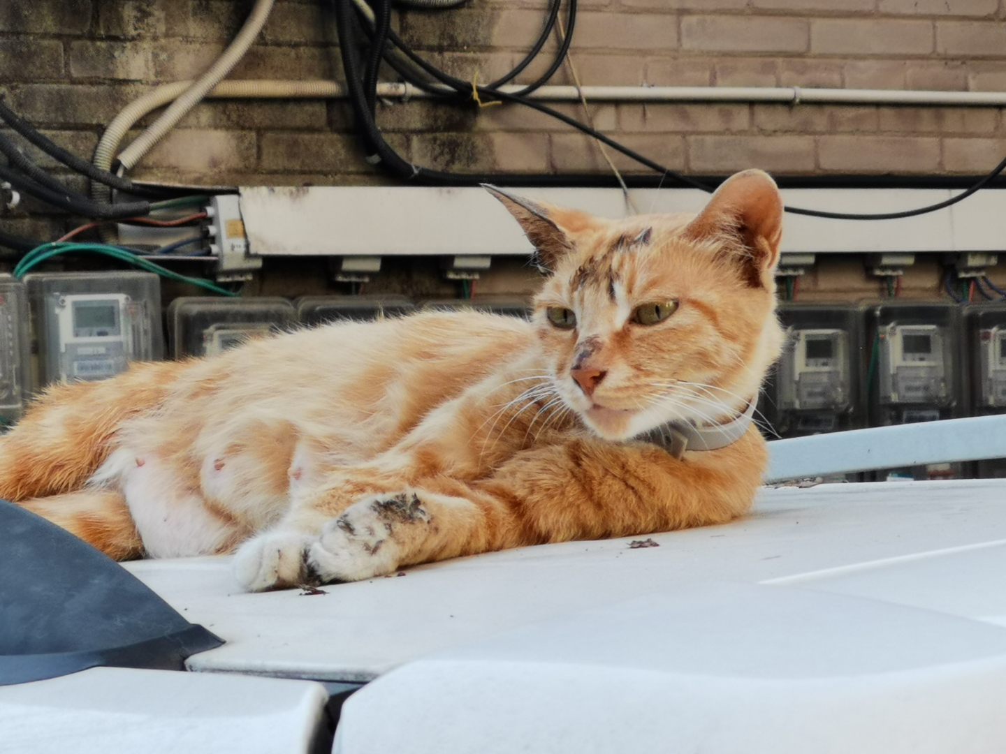 看那神情和体态,是有小猫崽了,藏在哪的没看见,应该很安全