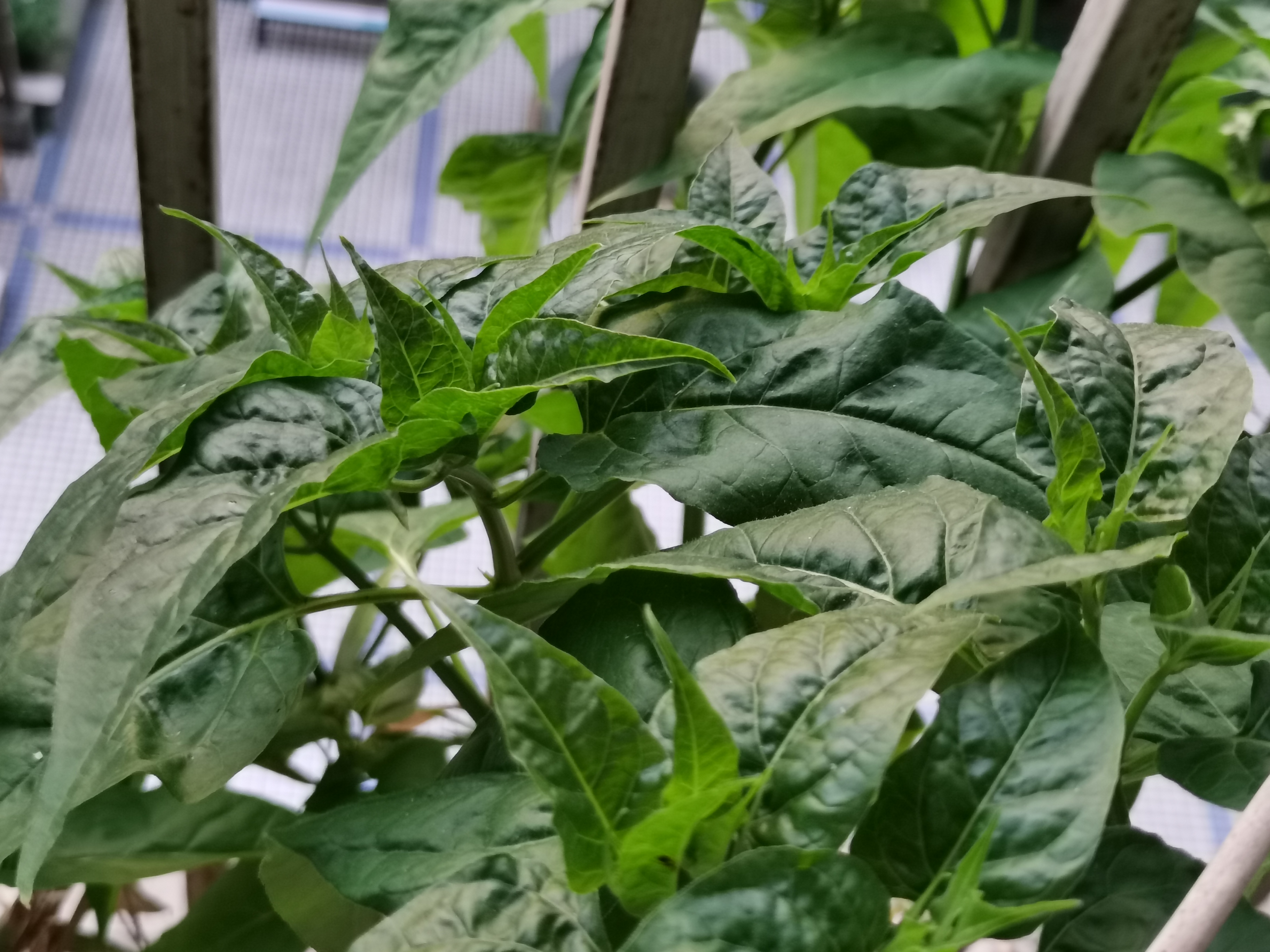 阳台上的粉籽花越长越茂盛,看来和每年的燕子回归有关系,肥料充足