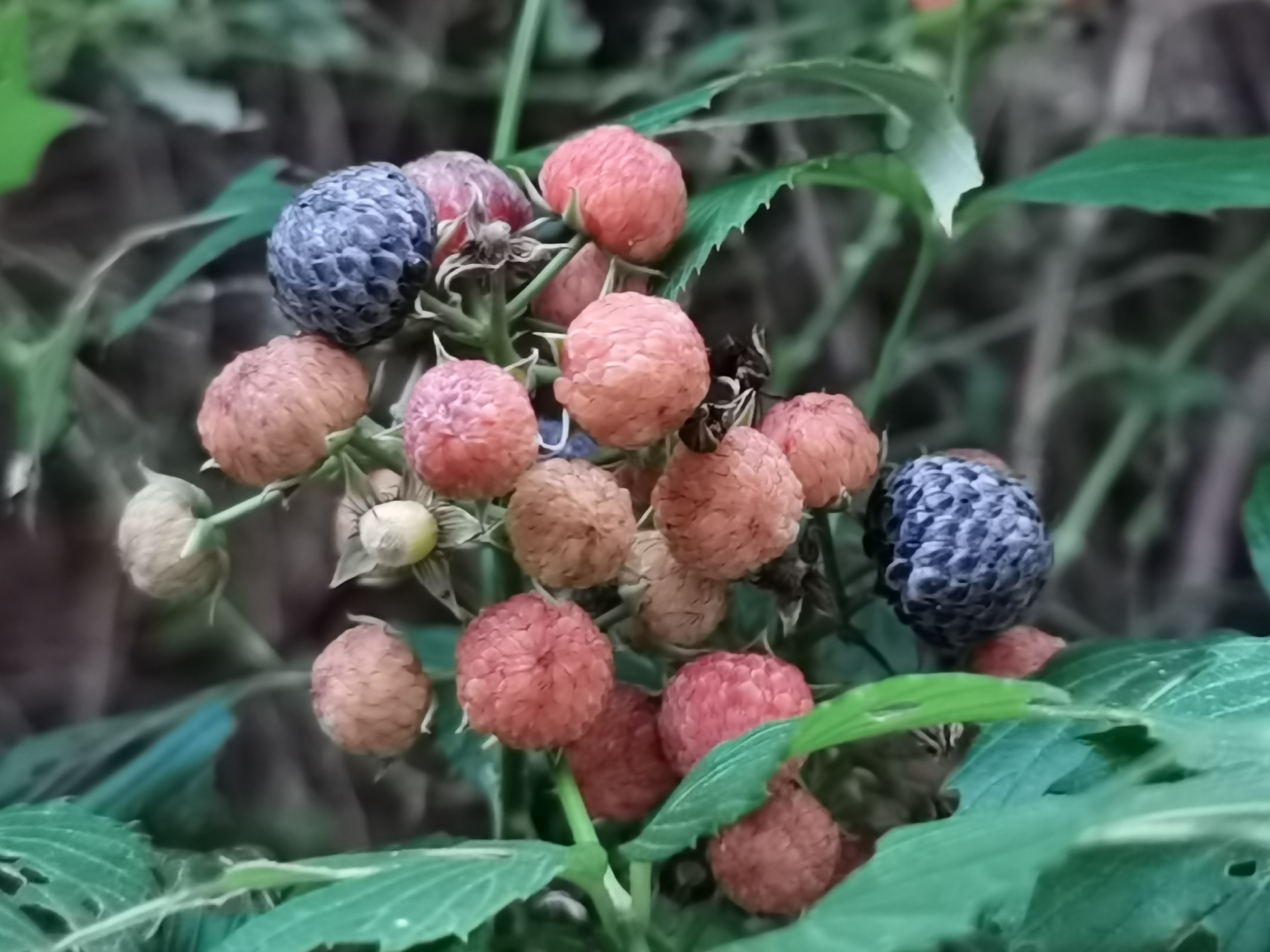 今天拍的刺莓果,都快熟透了,以前吃过,现在不想吃,看着都觉得酸.