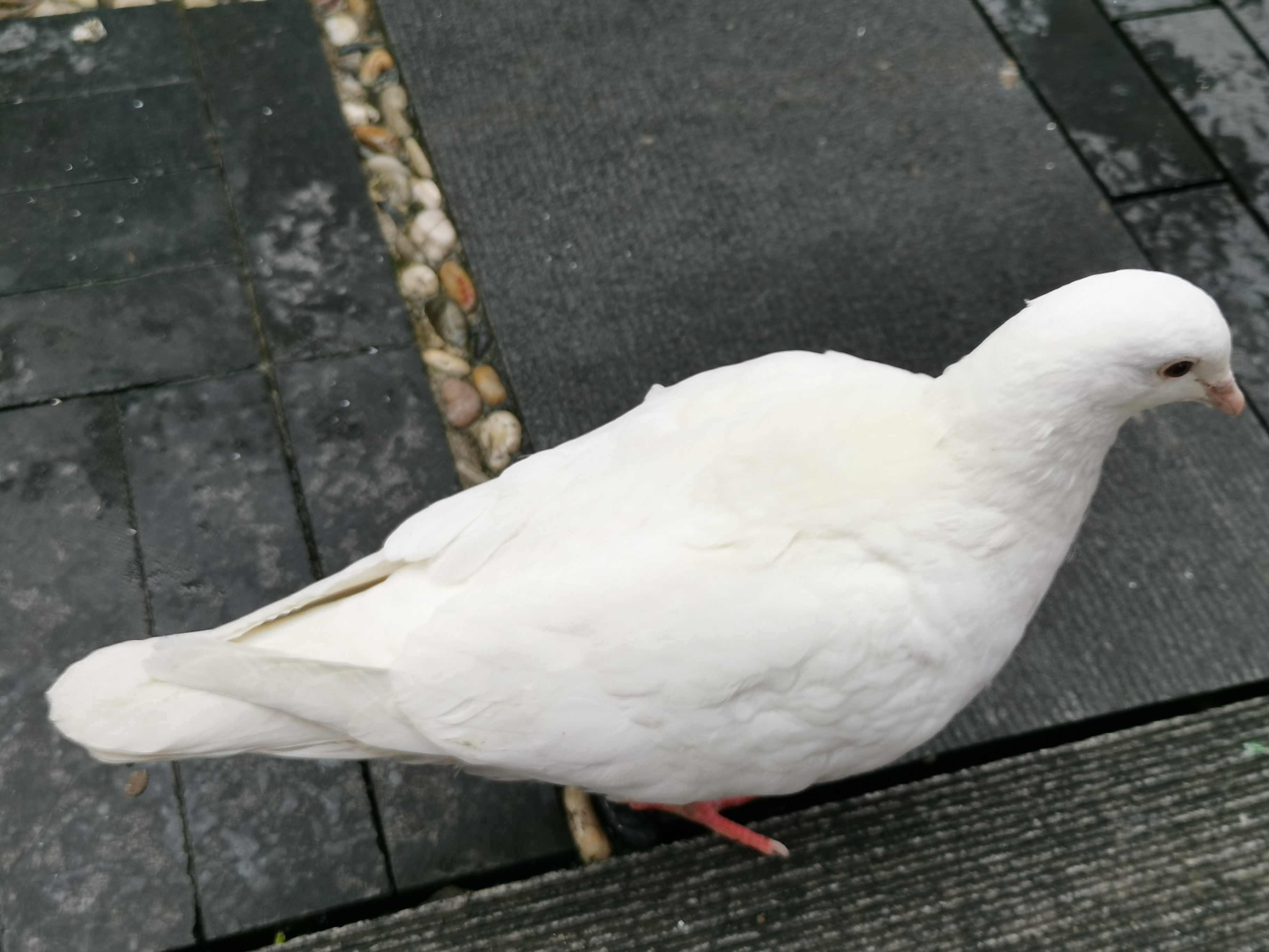 公园里的鸽子也是一道风景,吸引了很多人拍照,它们也挺配合的,不怕人