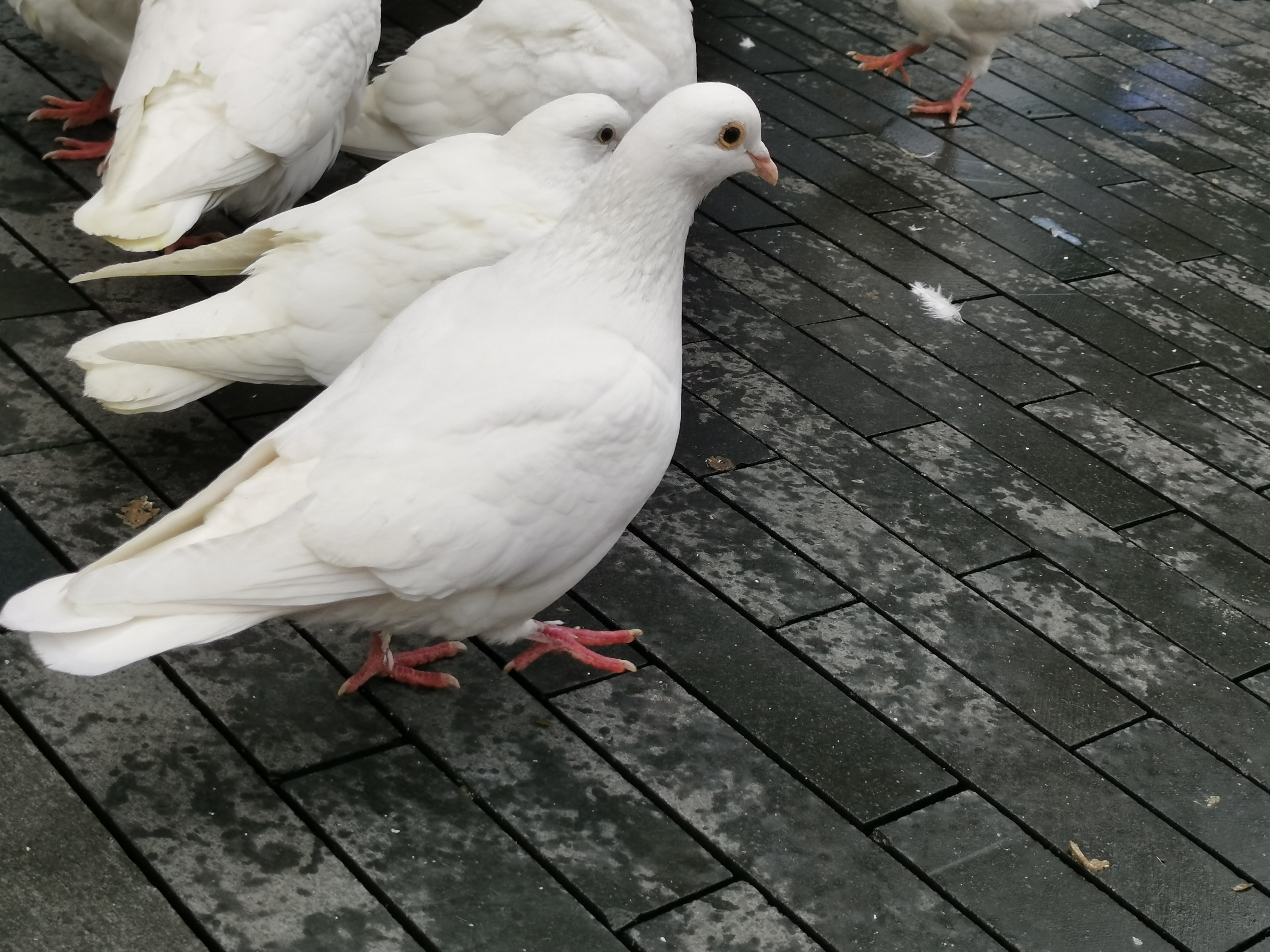 公园里的鸽子也是一道风景,吸引了很多人拍照,它们也挺配合的,不怕人