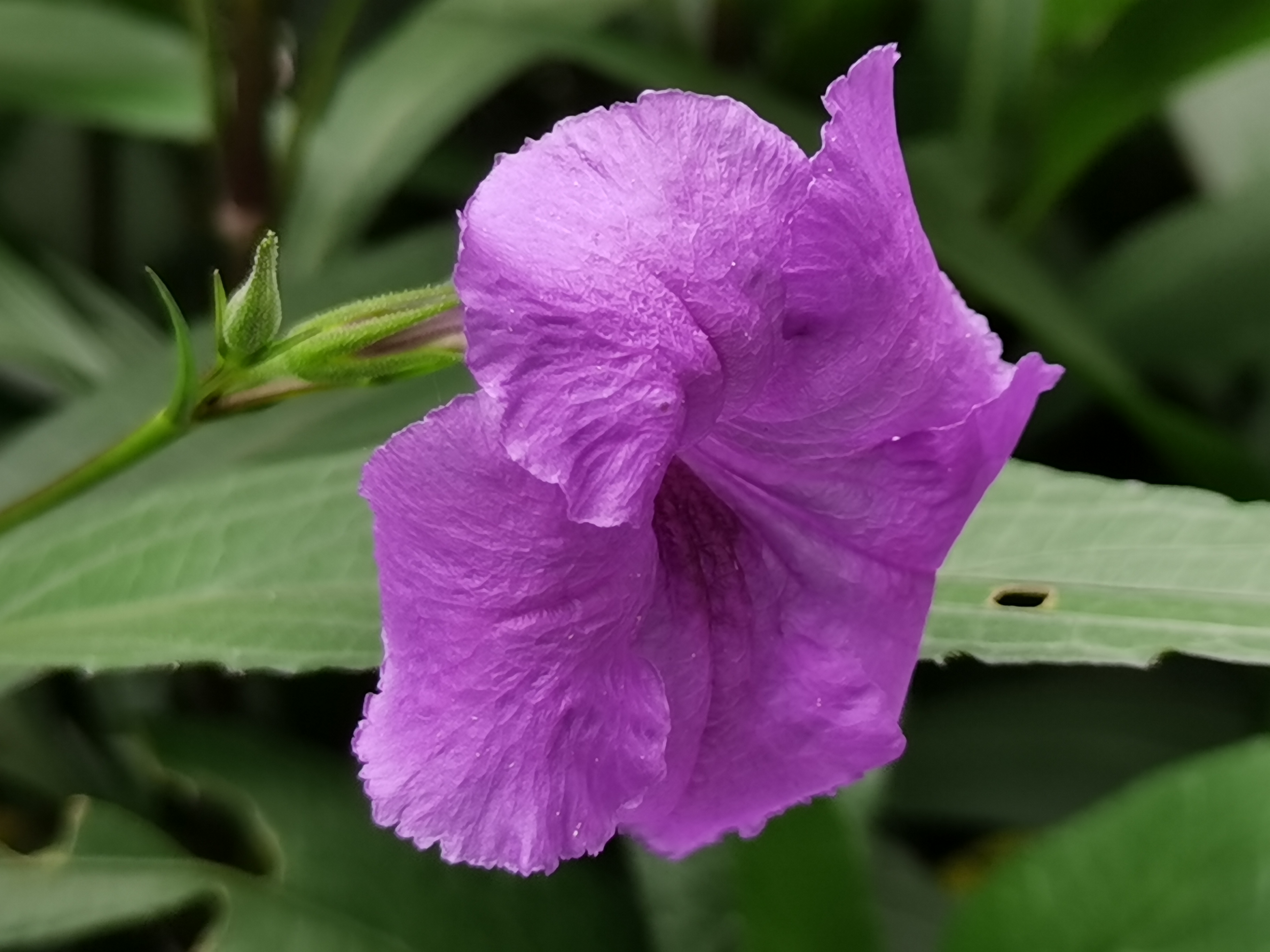 路边绿化带紫色的花图片