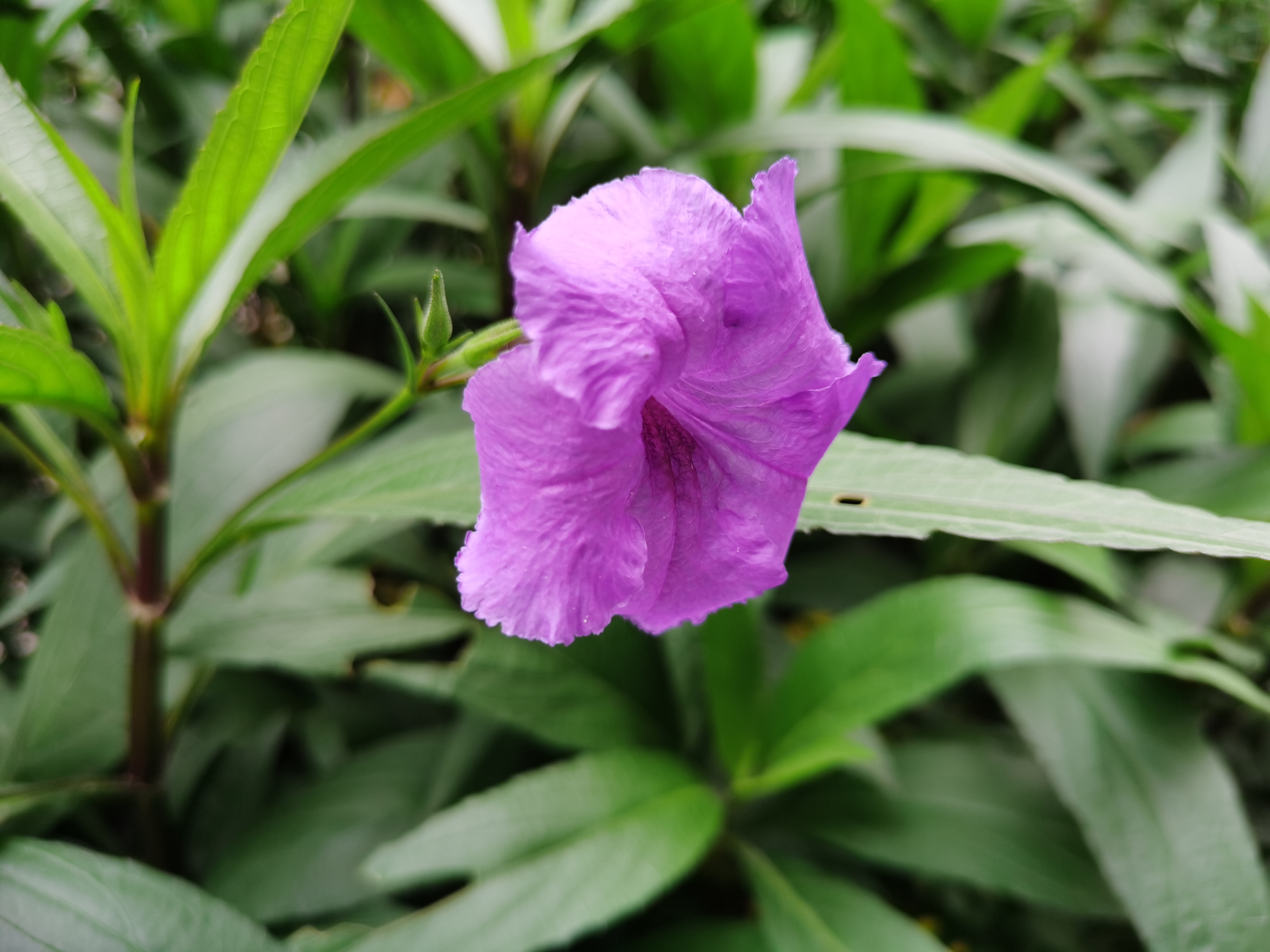 路边绿化带紫色的花图片