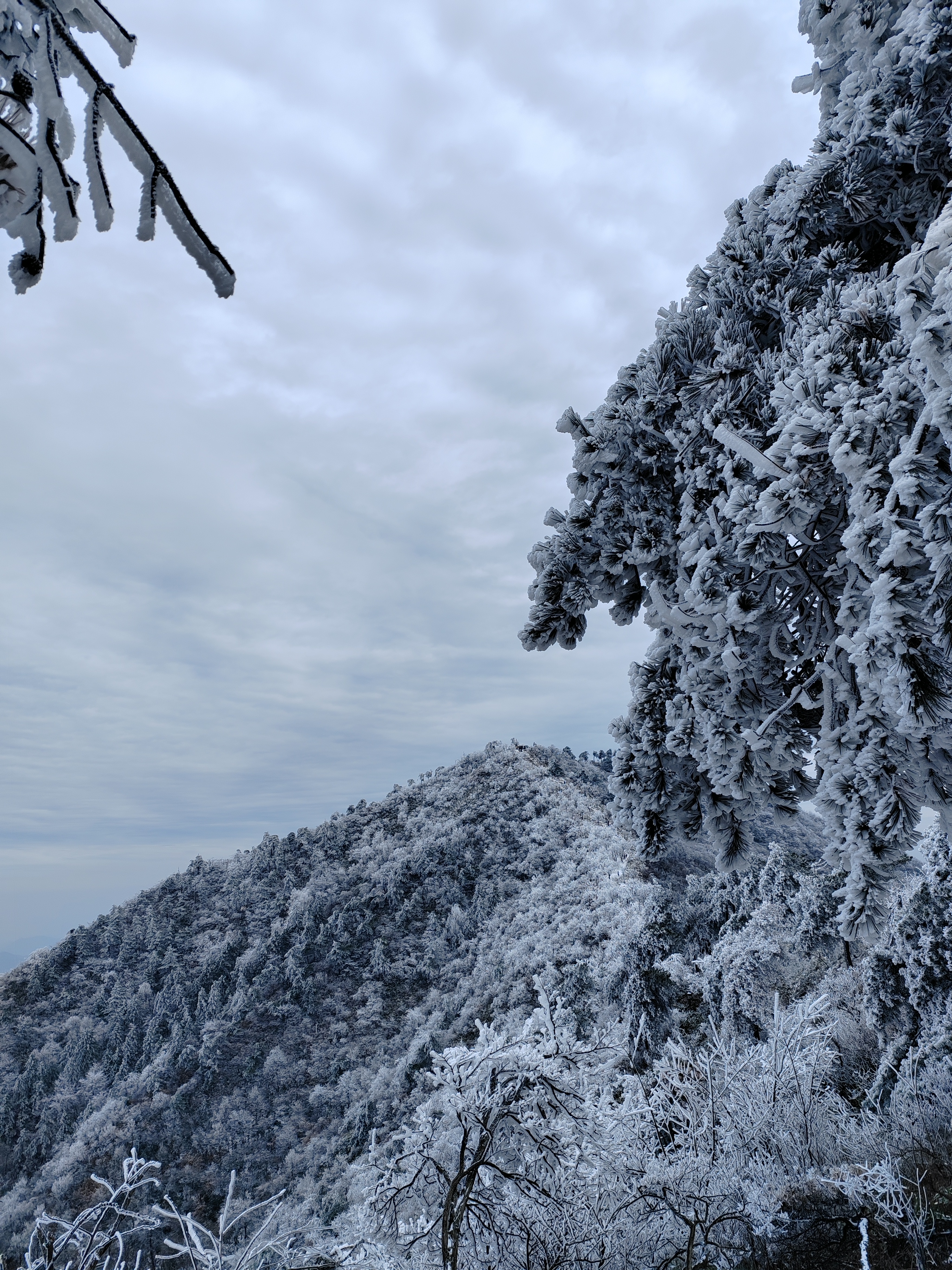 杏梅尖雪景图片