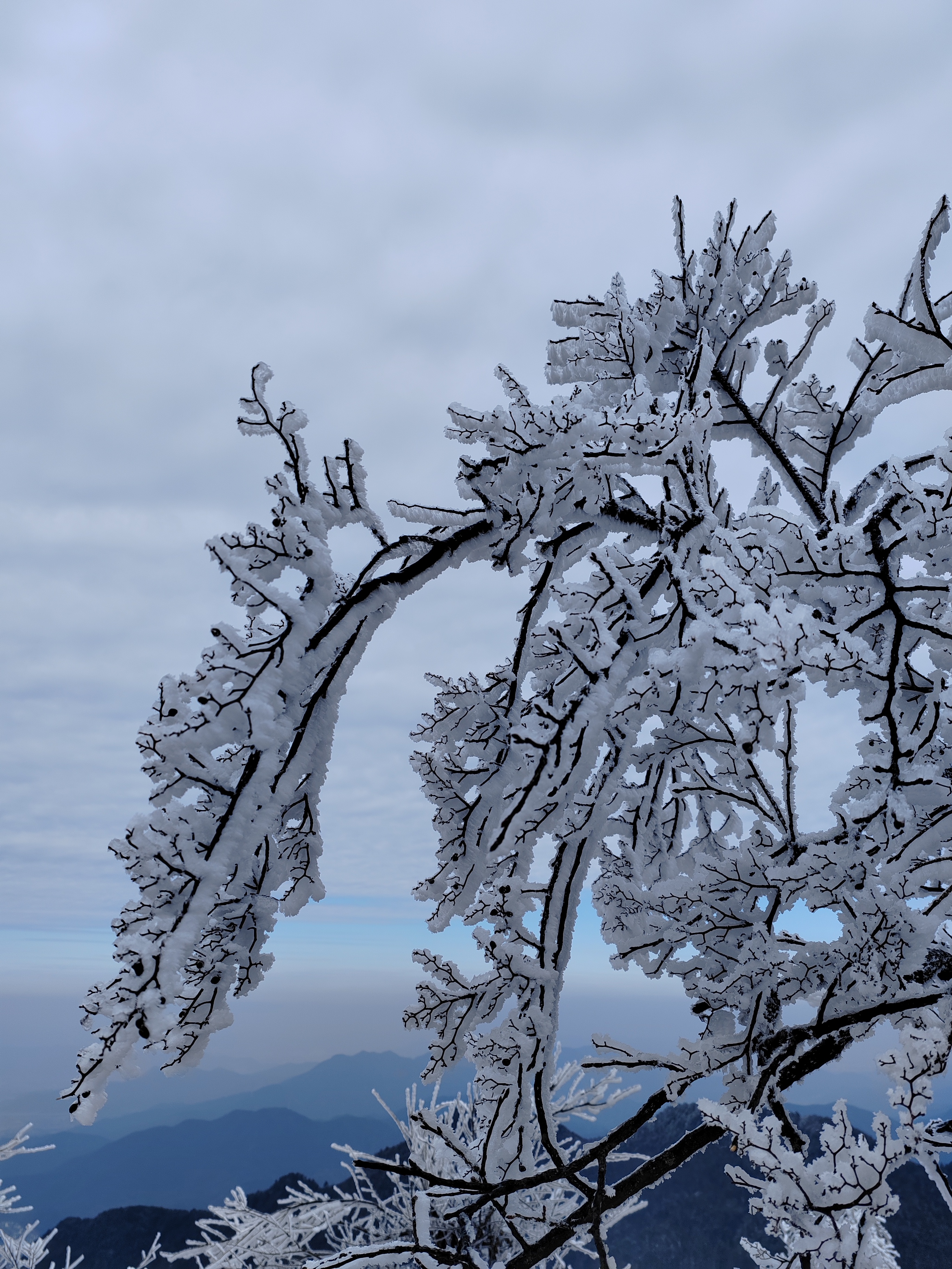 杏梅尖雪景图片