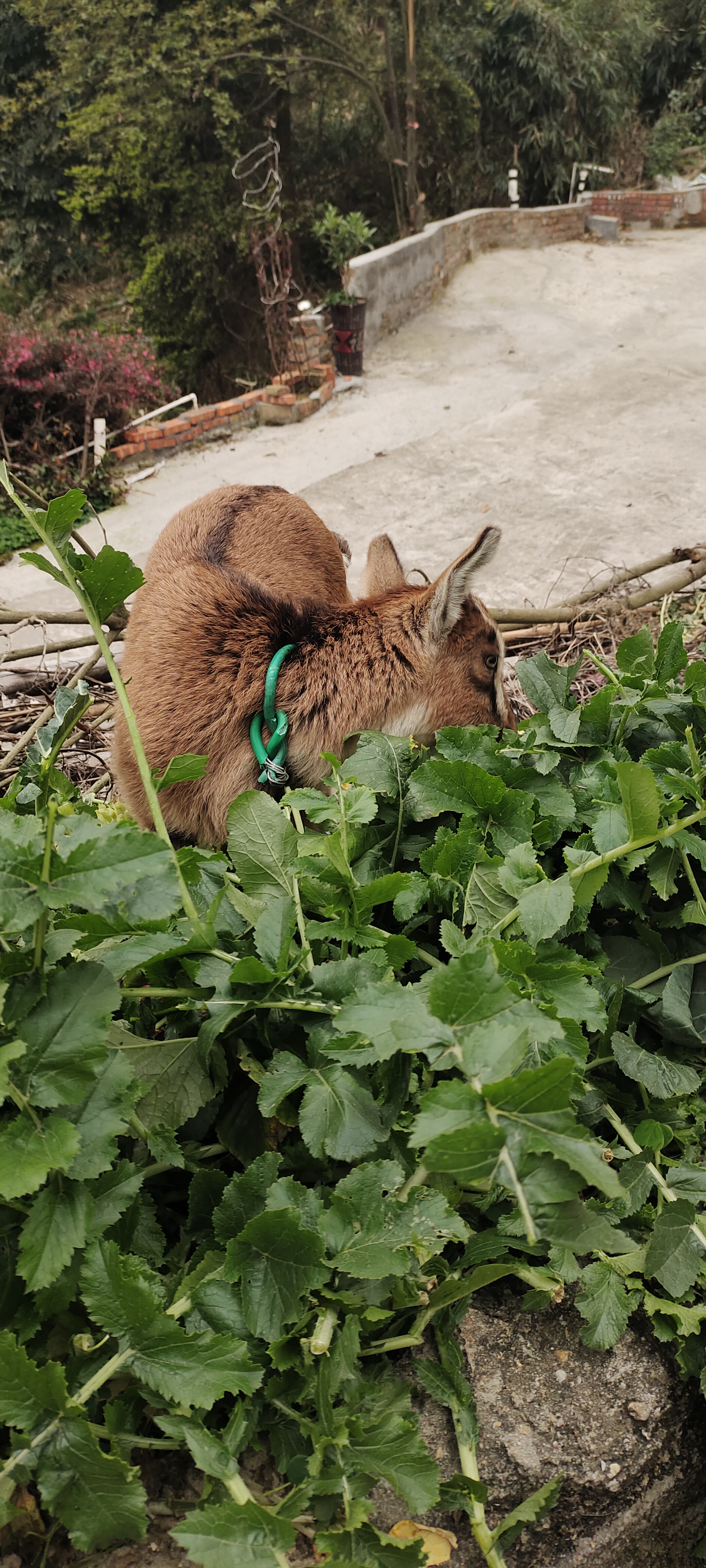小羊在啃草的样子,真是太治愈了!