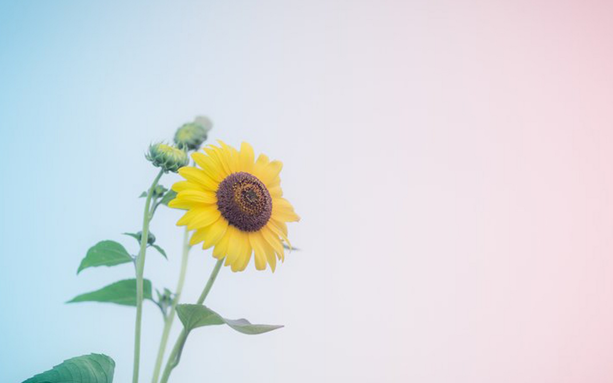 生活没有我们想象的那么好,也没有想象的那么坏,你能接受现实就要自得