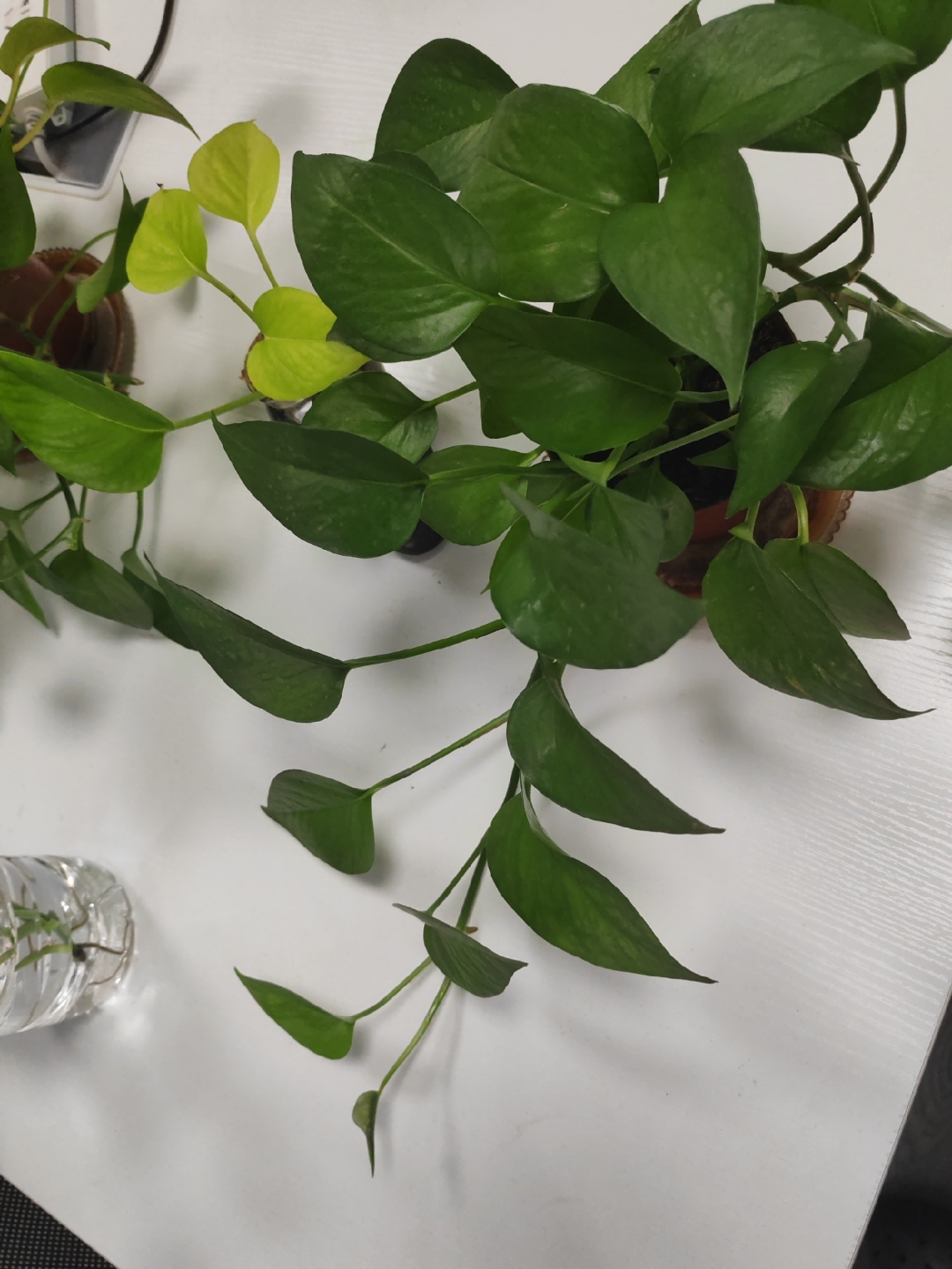 矿泉水瓶剪开装满水,随便剪一只绿萝藤蔓插里面就活了,过上一星期就