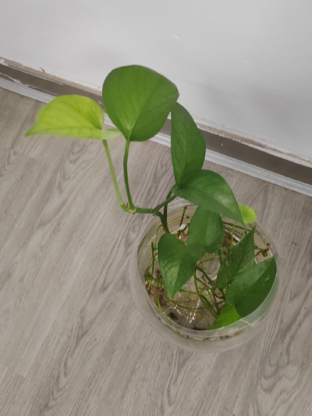 矿泉水瓶剪开装满水,随便剪一只绿萝藤蔓插里面就活了,过上一星期就