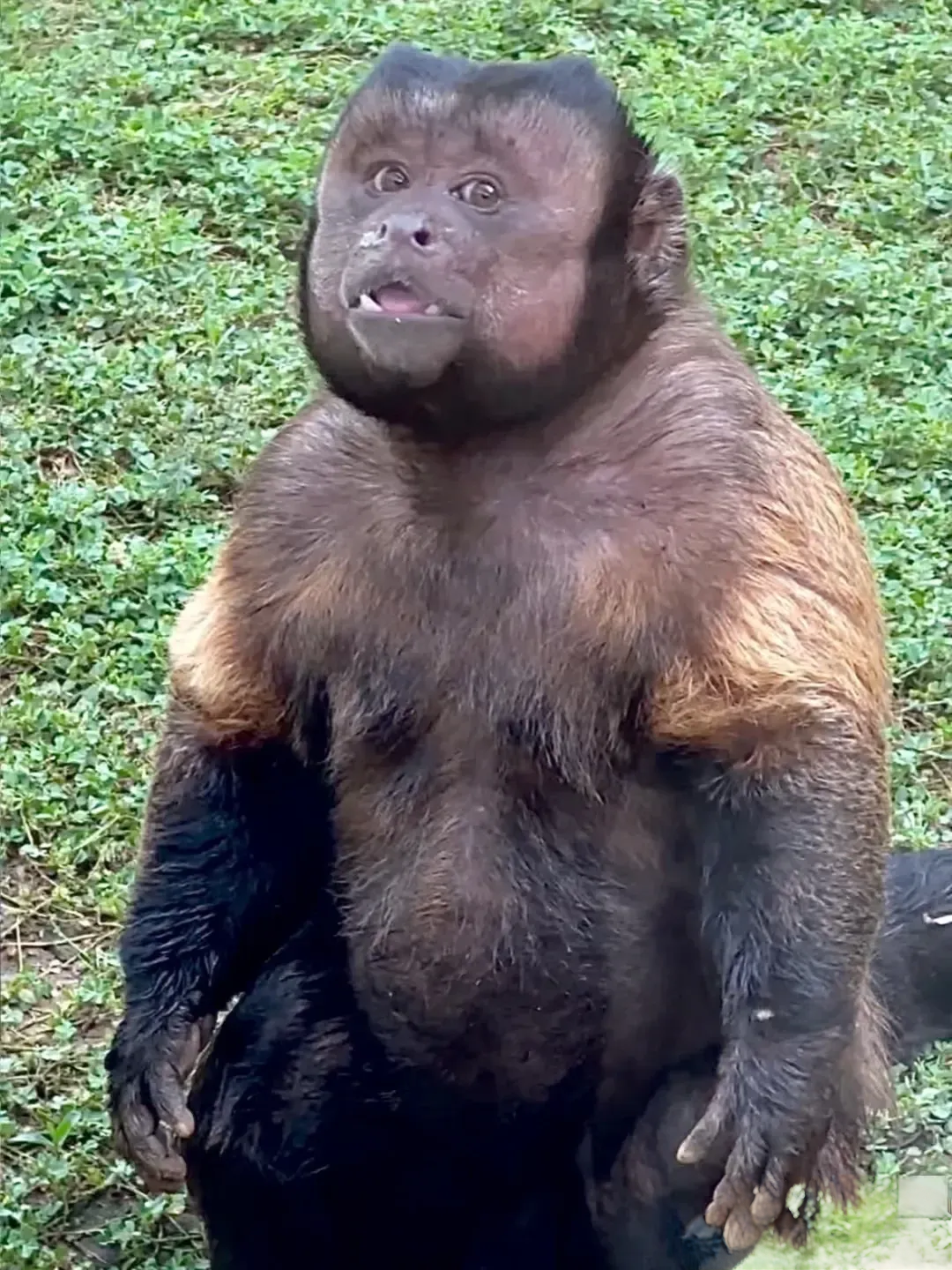 红极一时的黑帽悬猴i"大壮"没了!