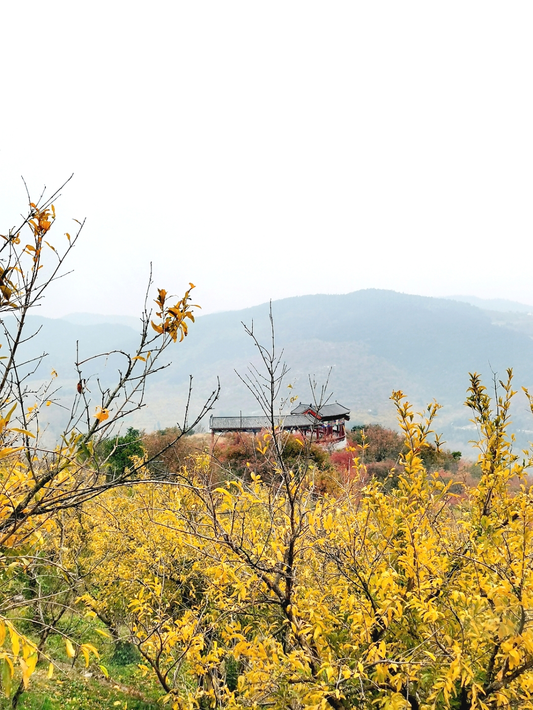 安徽淮北塔山石榴基地图片