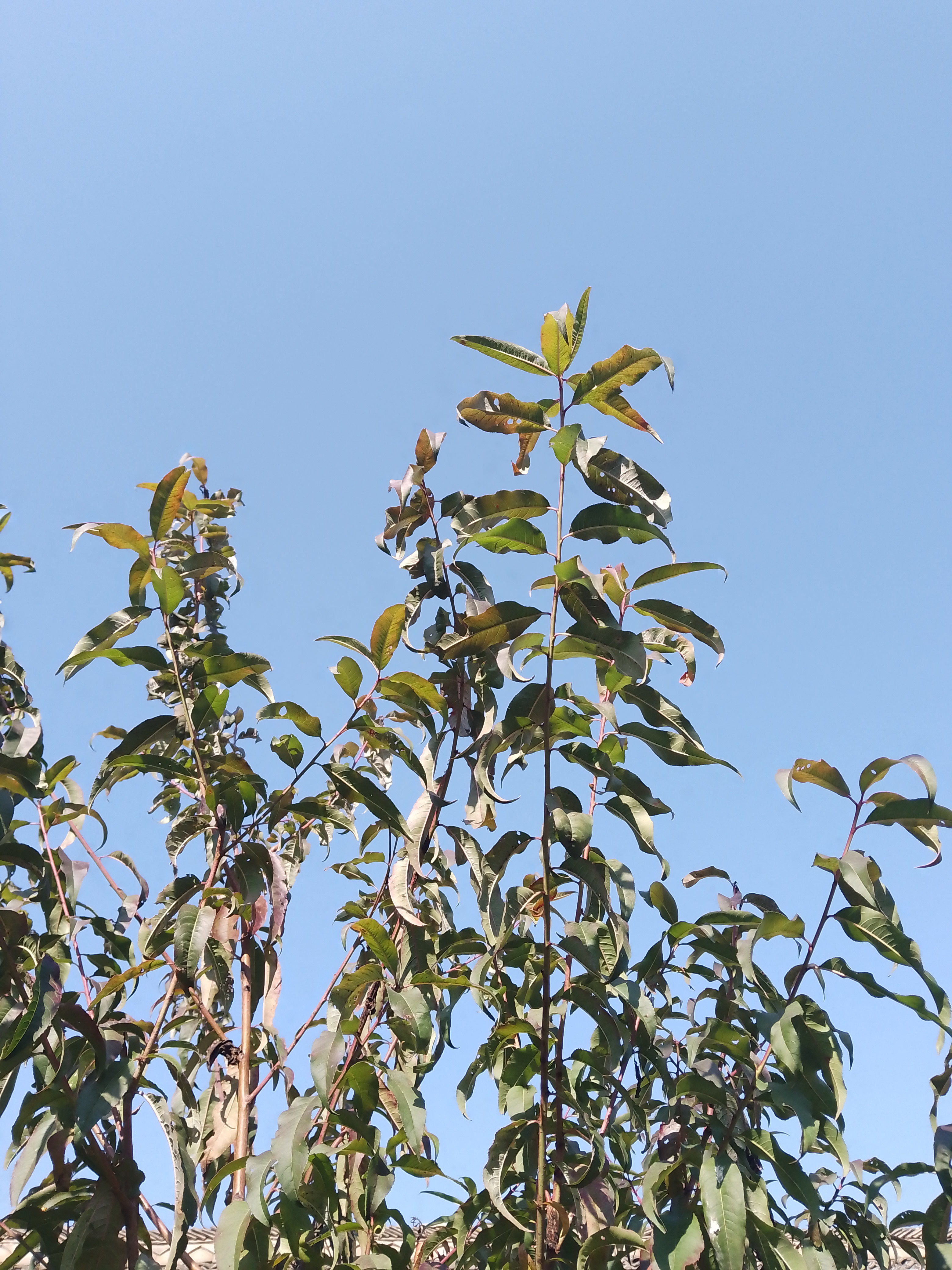 澳大利亚人棕种人由爪哇猿人发展而来; 蒙古人种黄种人由北京猿人发展