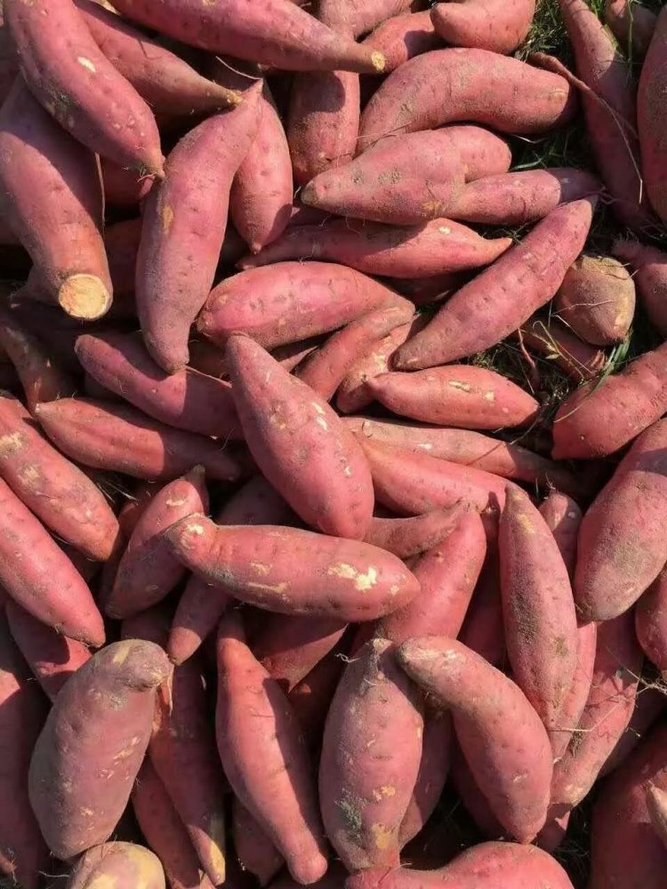 洛薯13红薯简介  洛薯13是由洛阳农林科学院,以"苏薯八号放任授粉",多