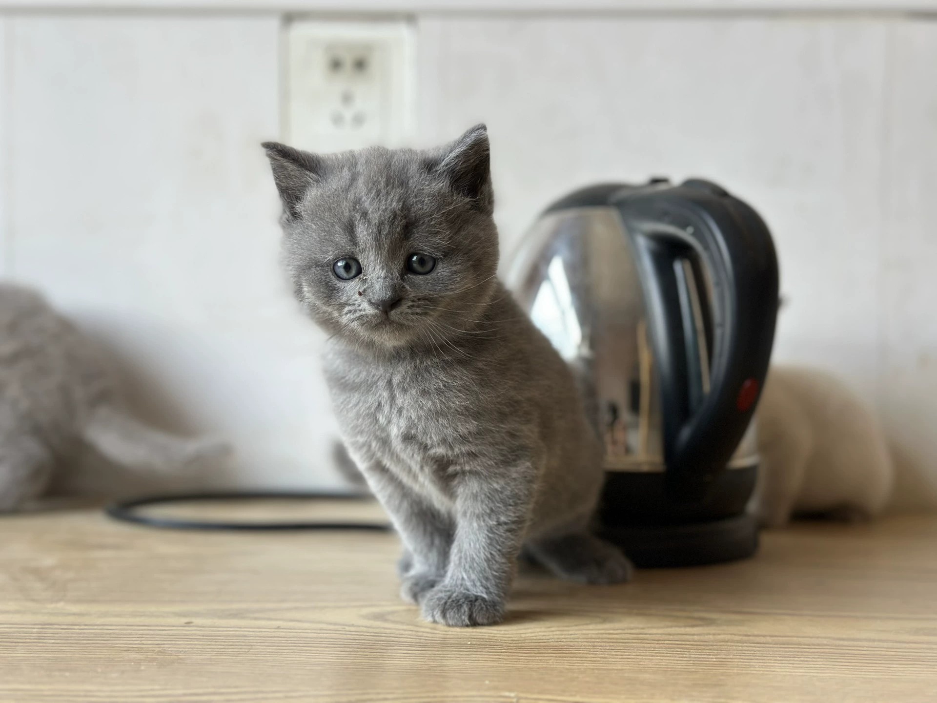 出小猫咯纯种蓝猫幼猫两个月大脸盆弟弟200出石家庄自提 猫咪