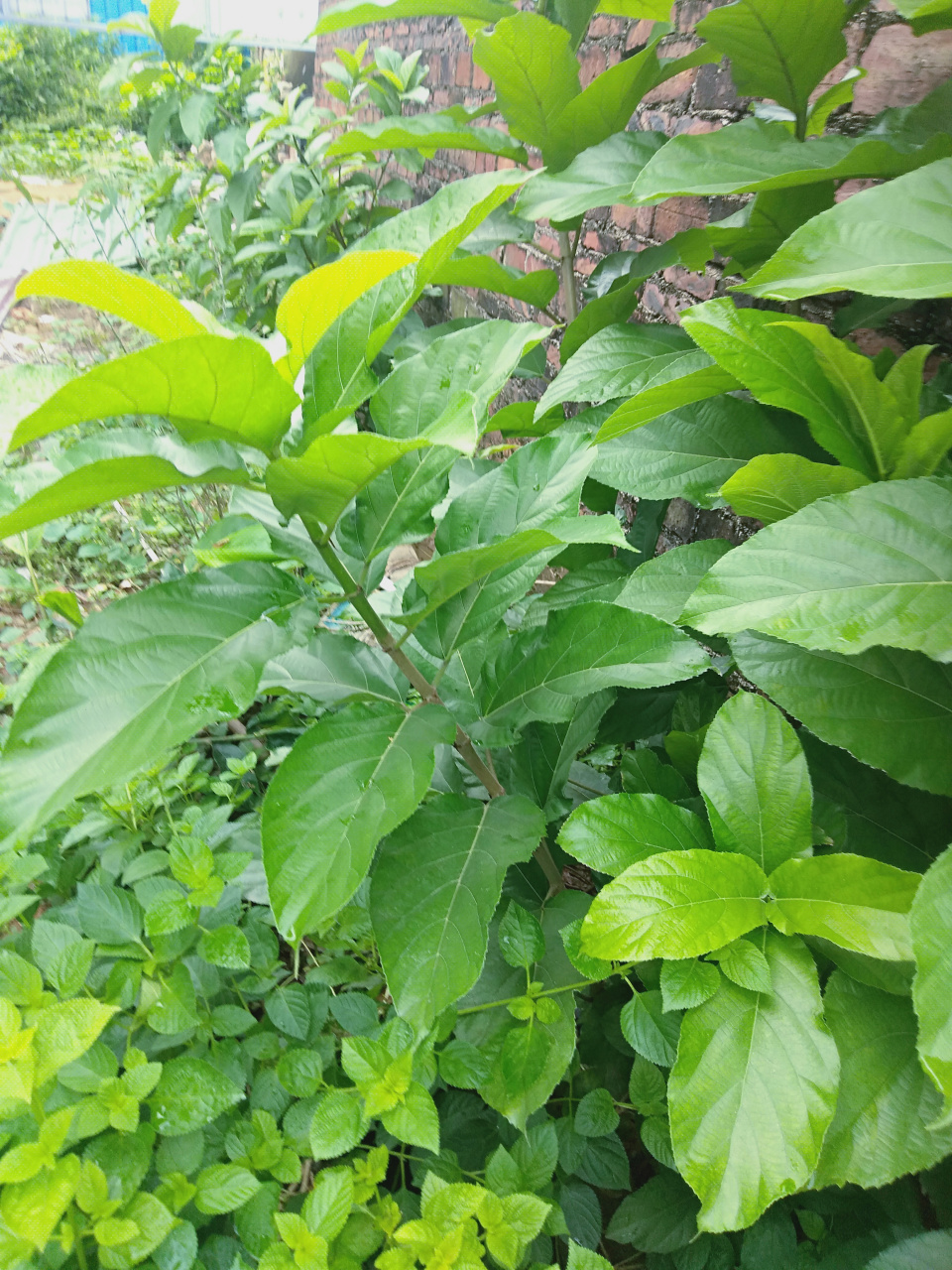 野生牛奶树全株图片图片