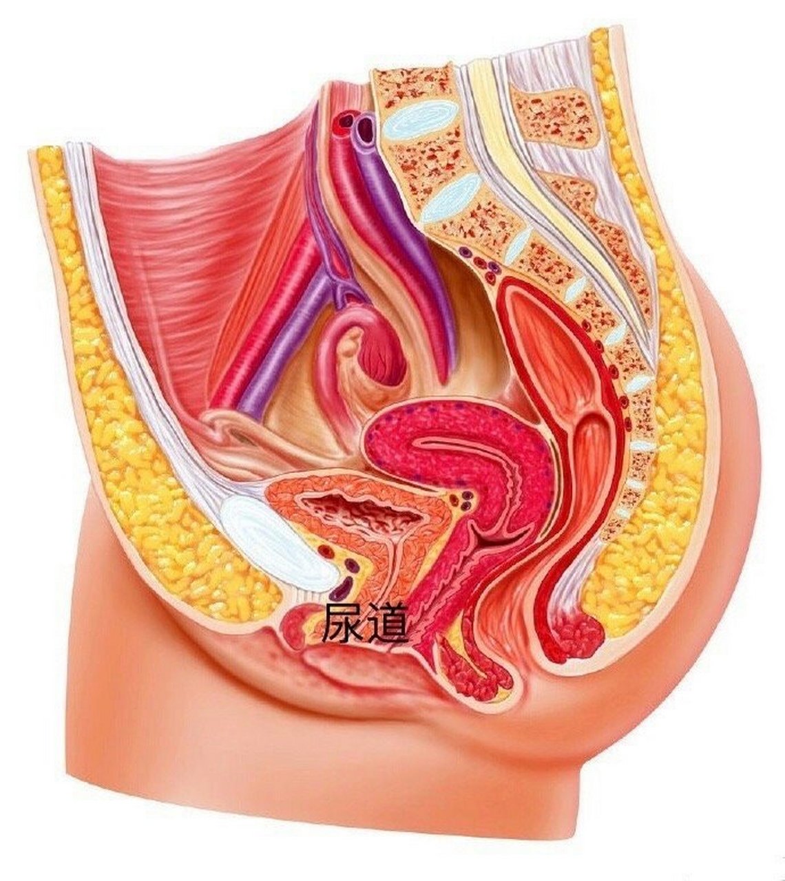 女生的尿道平均长3-5厘米(图1,比男生的尿道短,宽而直,很容易受到