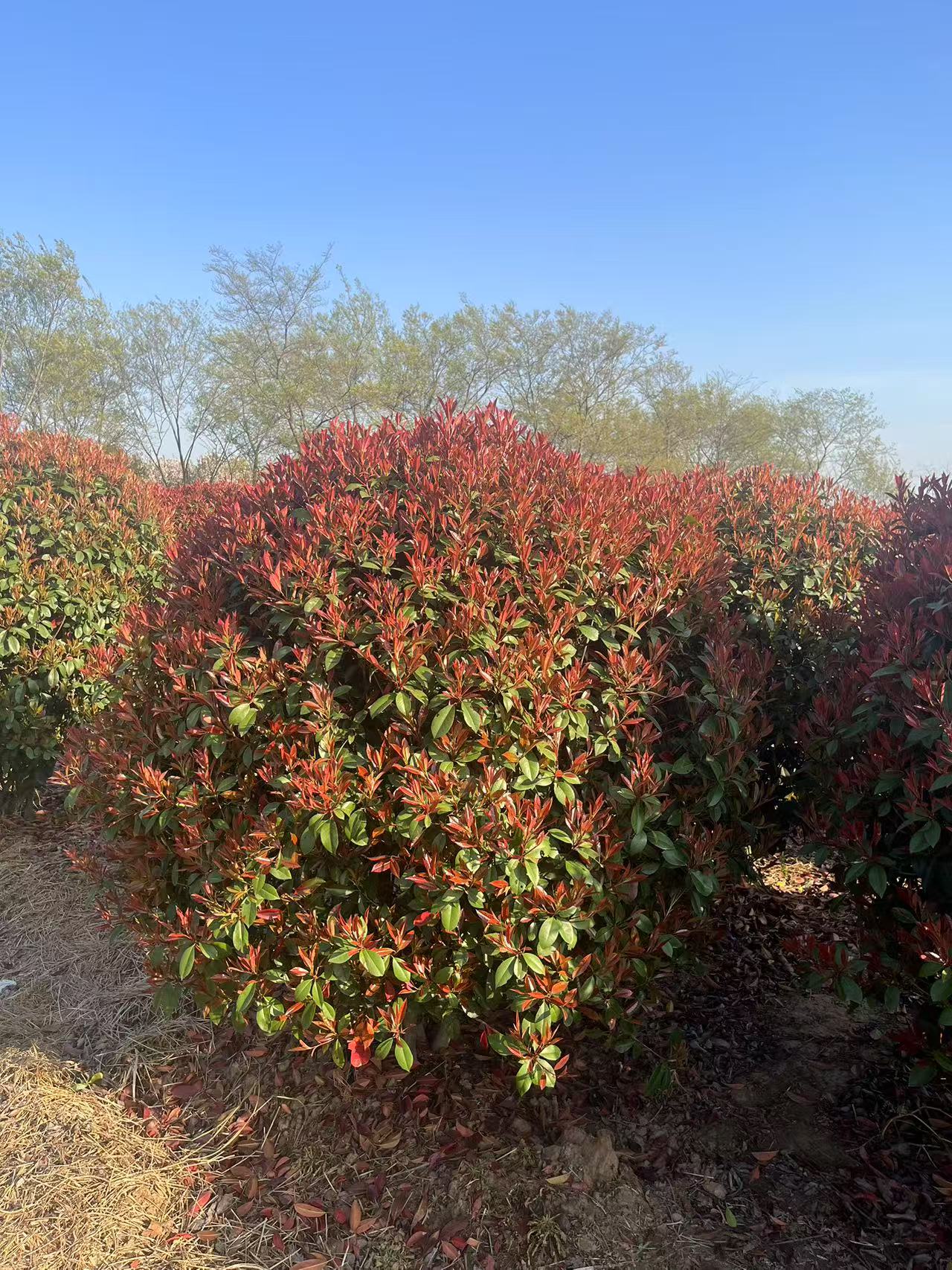 红叶石楠球堪称植物界的"抗逆先锋",其耐旱耐冻的卓越特性,让它在严苛