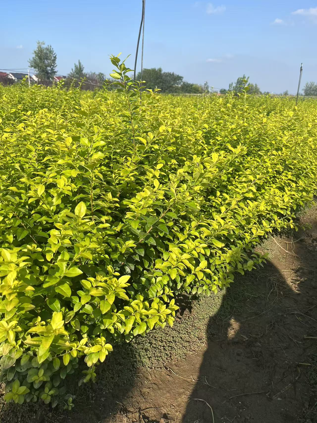 金叶女贞杯苗是木犀科女贞属落叶灌木"金叶女贞"的容器化育苗产品