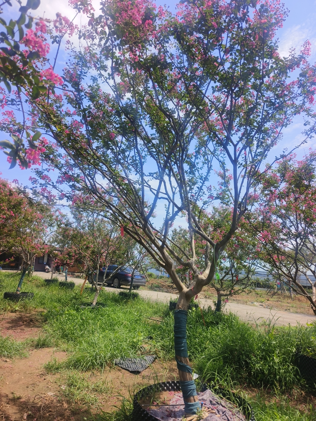 造型紫薇宫粉色,紫薇也叫百日红,因为它的花期长达120天,所以被称为