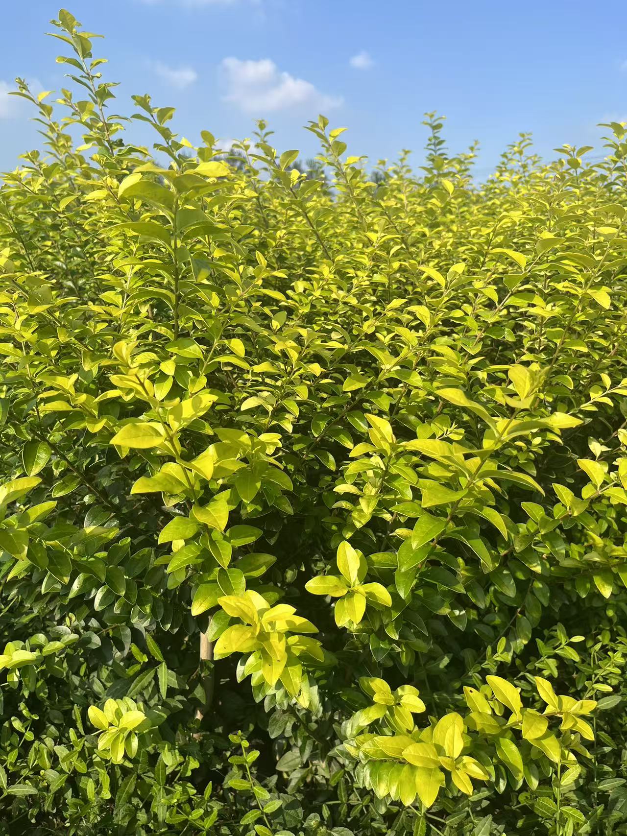 是木犀科女贞属的落叶或半常绿灌木