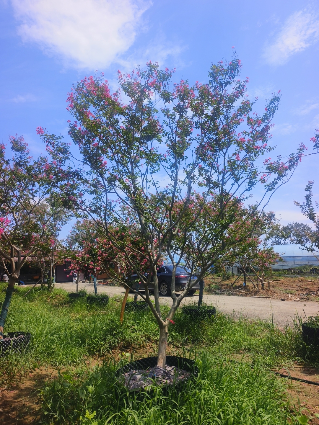 造型紫薇宫粉色,紫薇也叫百日红,因为它的花期长达120天,所以被称为