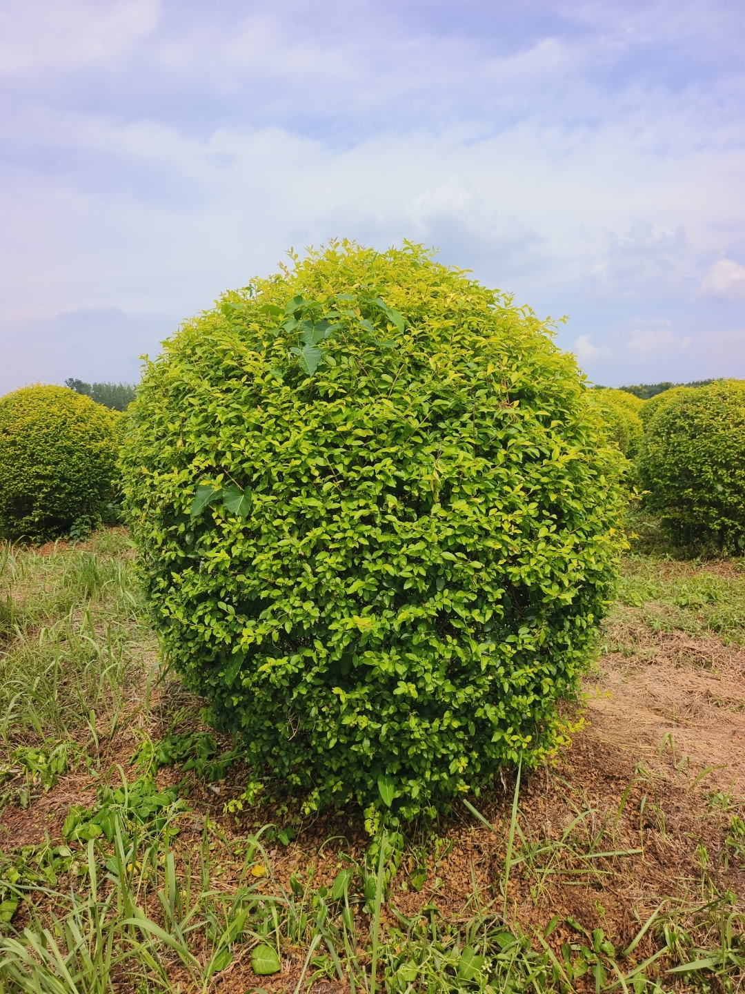 金冠女贞球是木犀科女贞属常绿灌木,由金叶女贞优化选育而来,核心优势