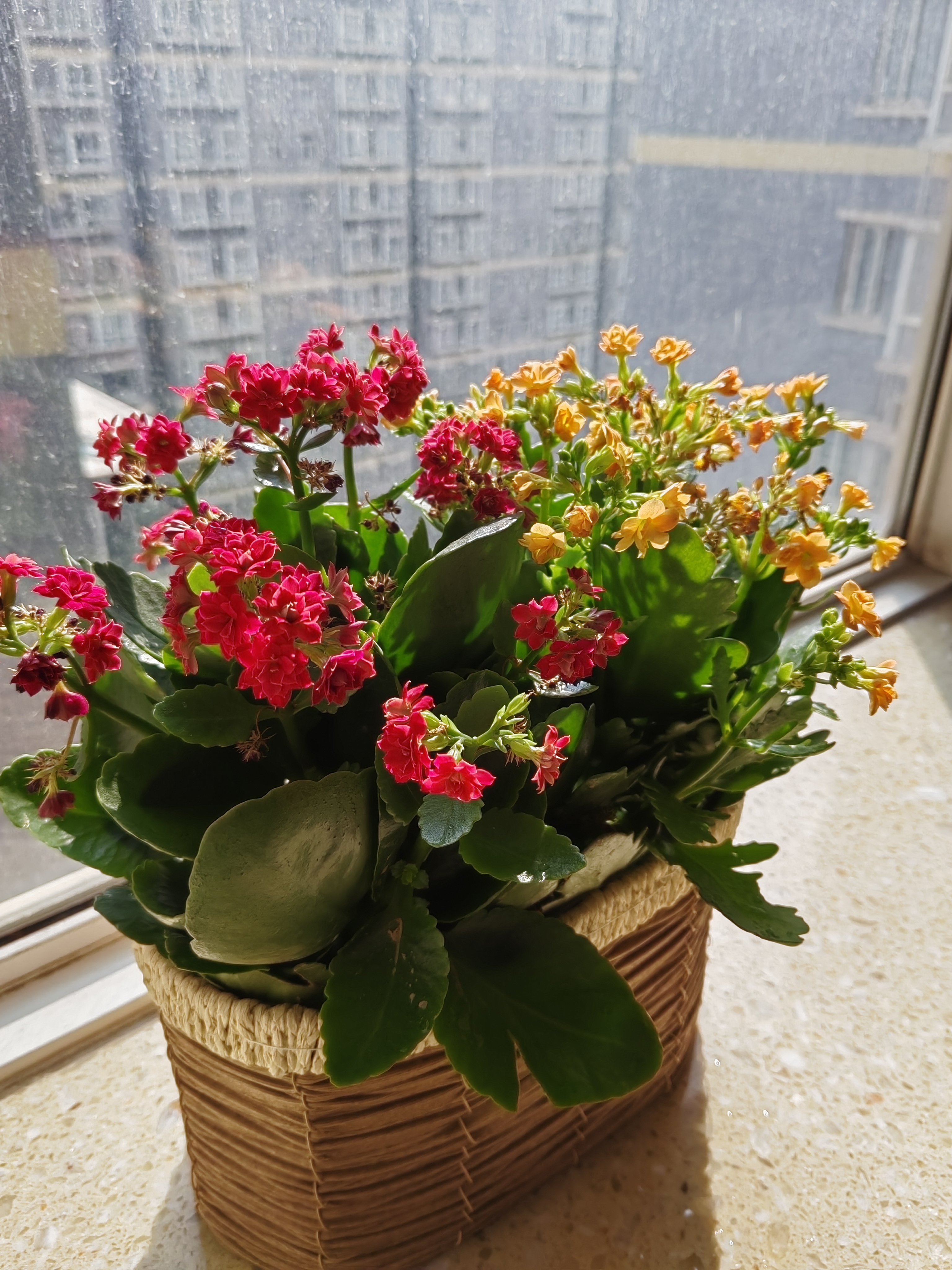 家中养一盆花,有情调还能调节空气,非常好.