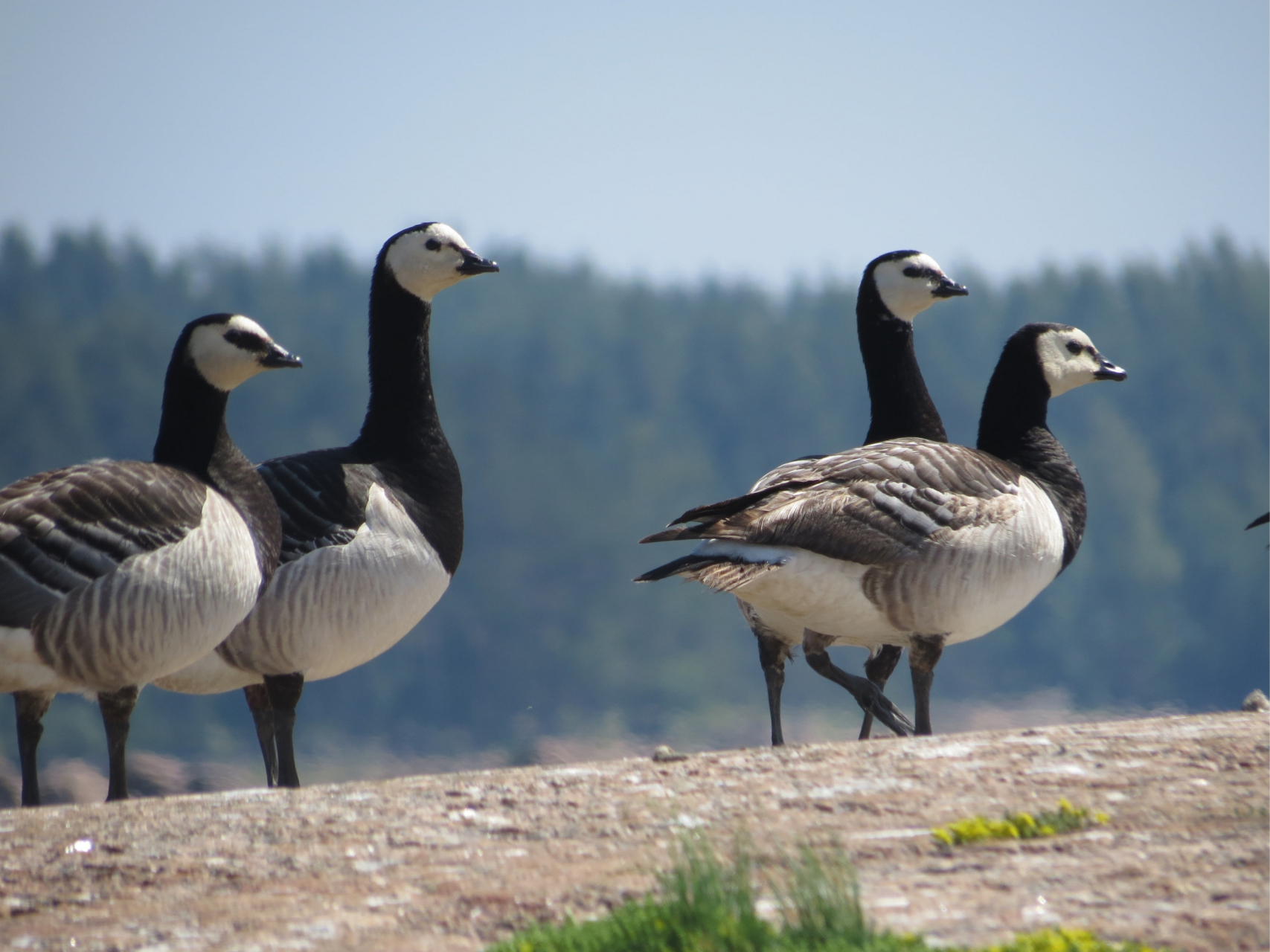 藤壶鸭,要么饿死,要么在学习飞行时摔死 #动物