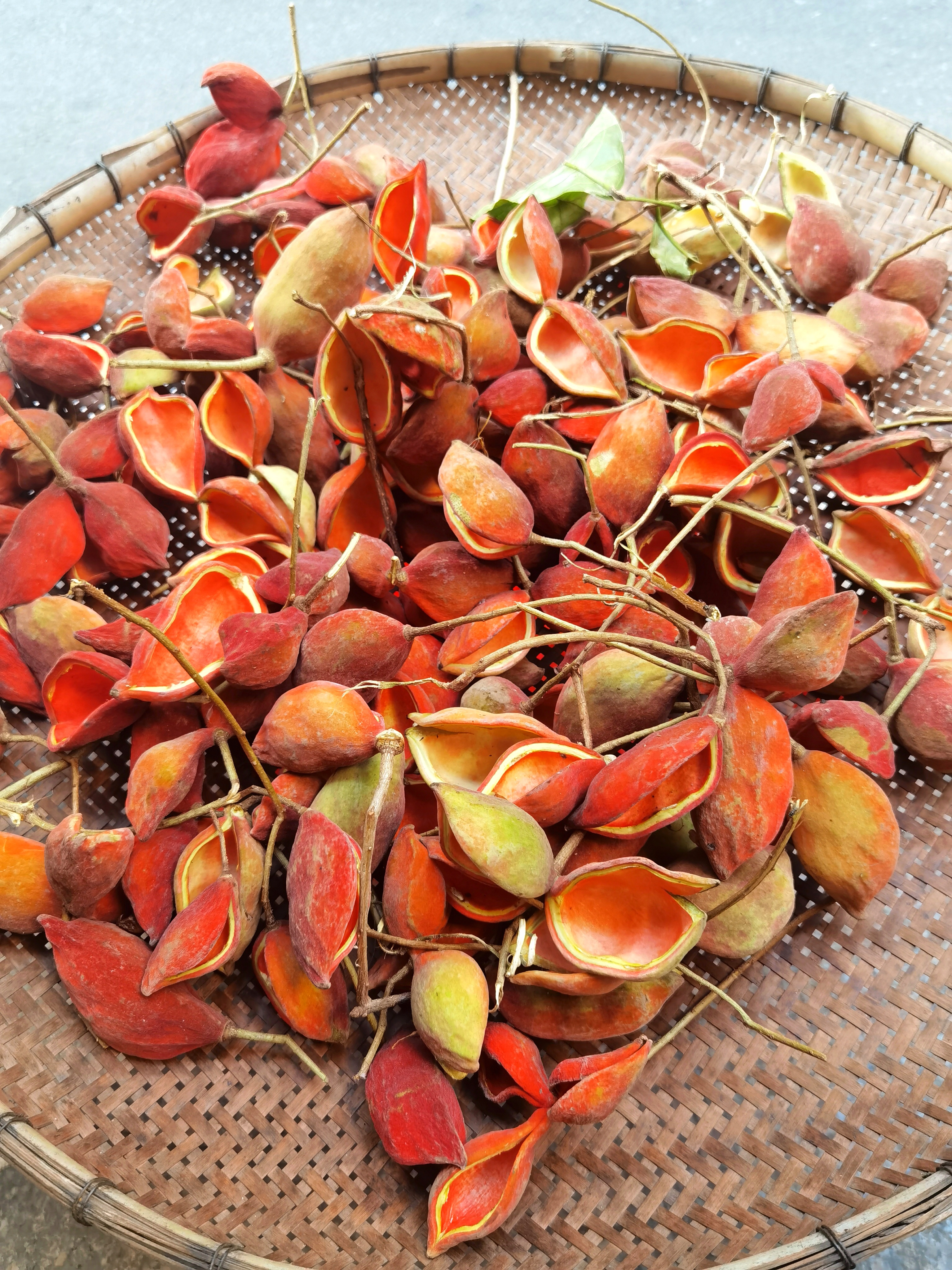 六旺树,又叫苹婆树;六旺果,也叫凤眼果