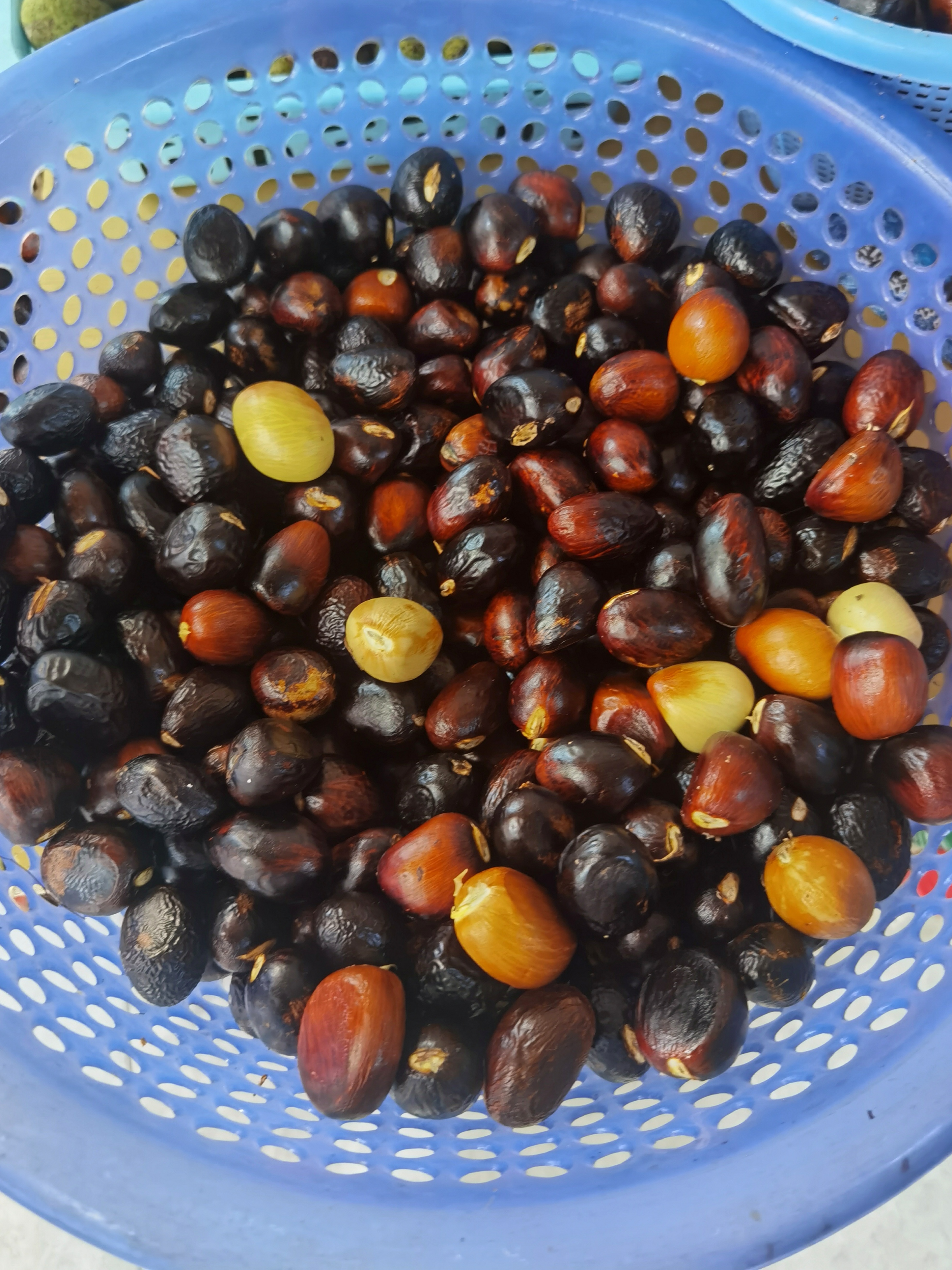 六旺树,又叫苹婆树;六旺果,也叫凤眼果