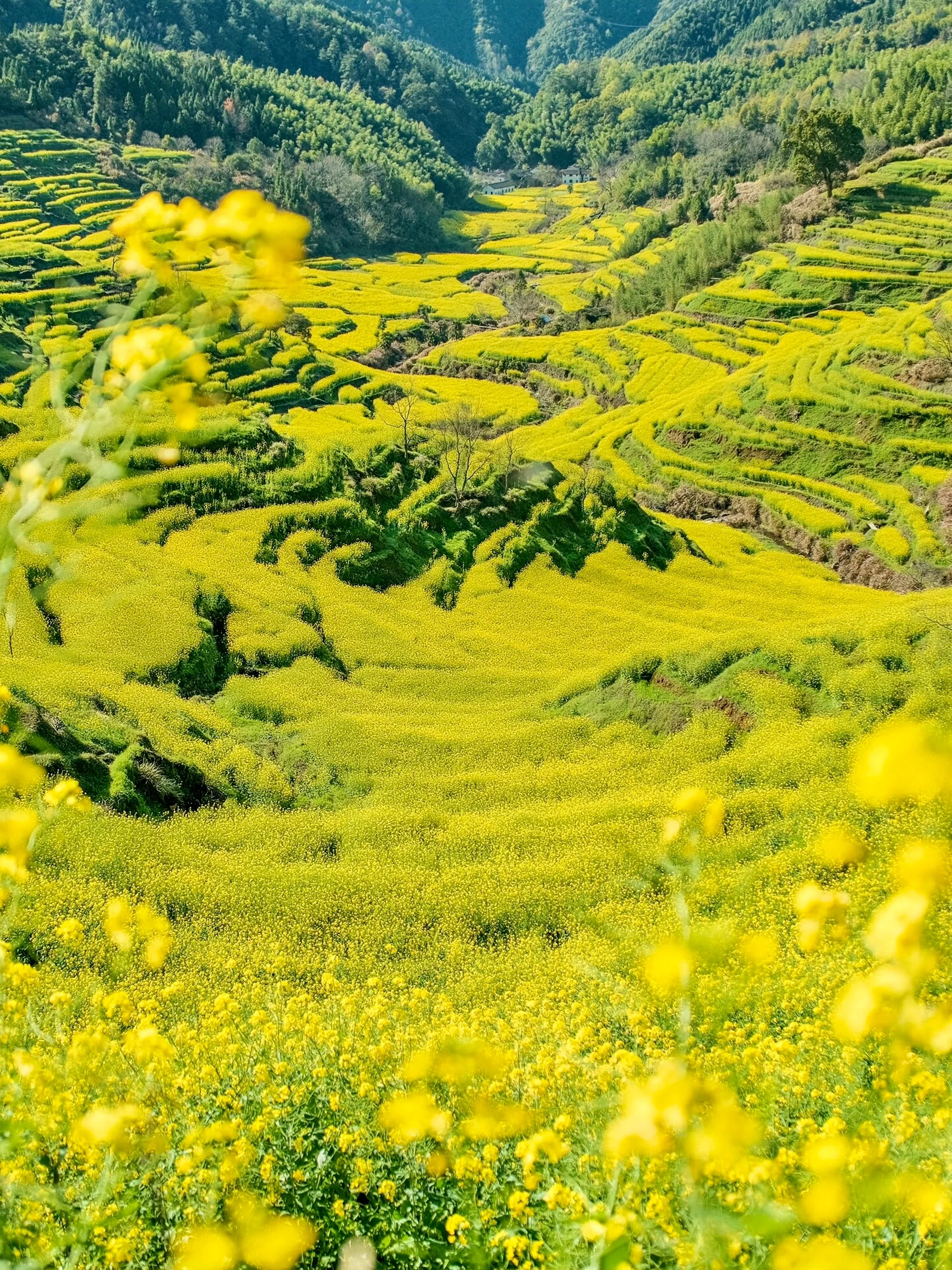 奔赴春天的旅行# 江西婺源,春日花海的独家记忆 春天的婺源,简直堂览