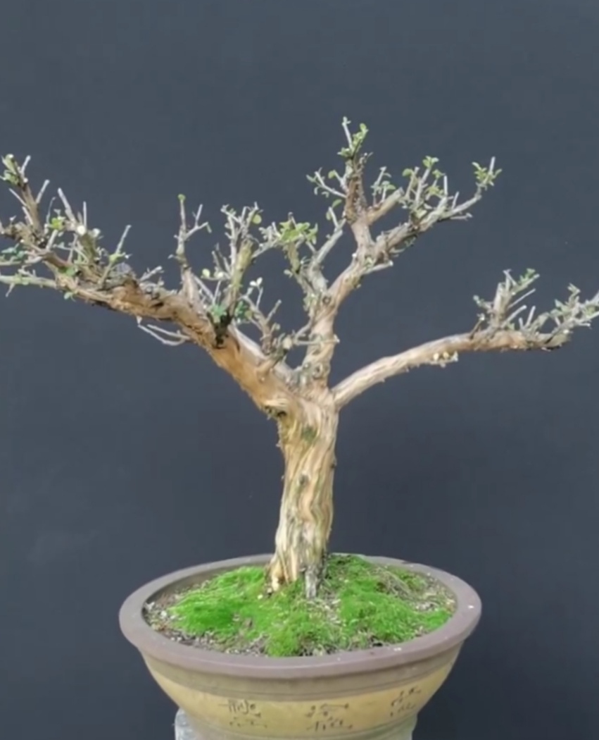 忍冬盆景图片欣赏d