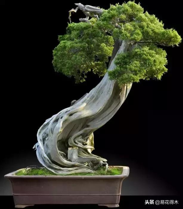 枯木逢春盆景圖片欣賞2
