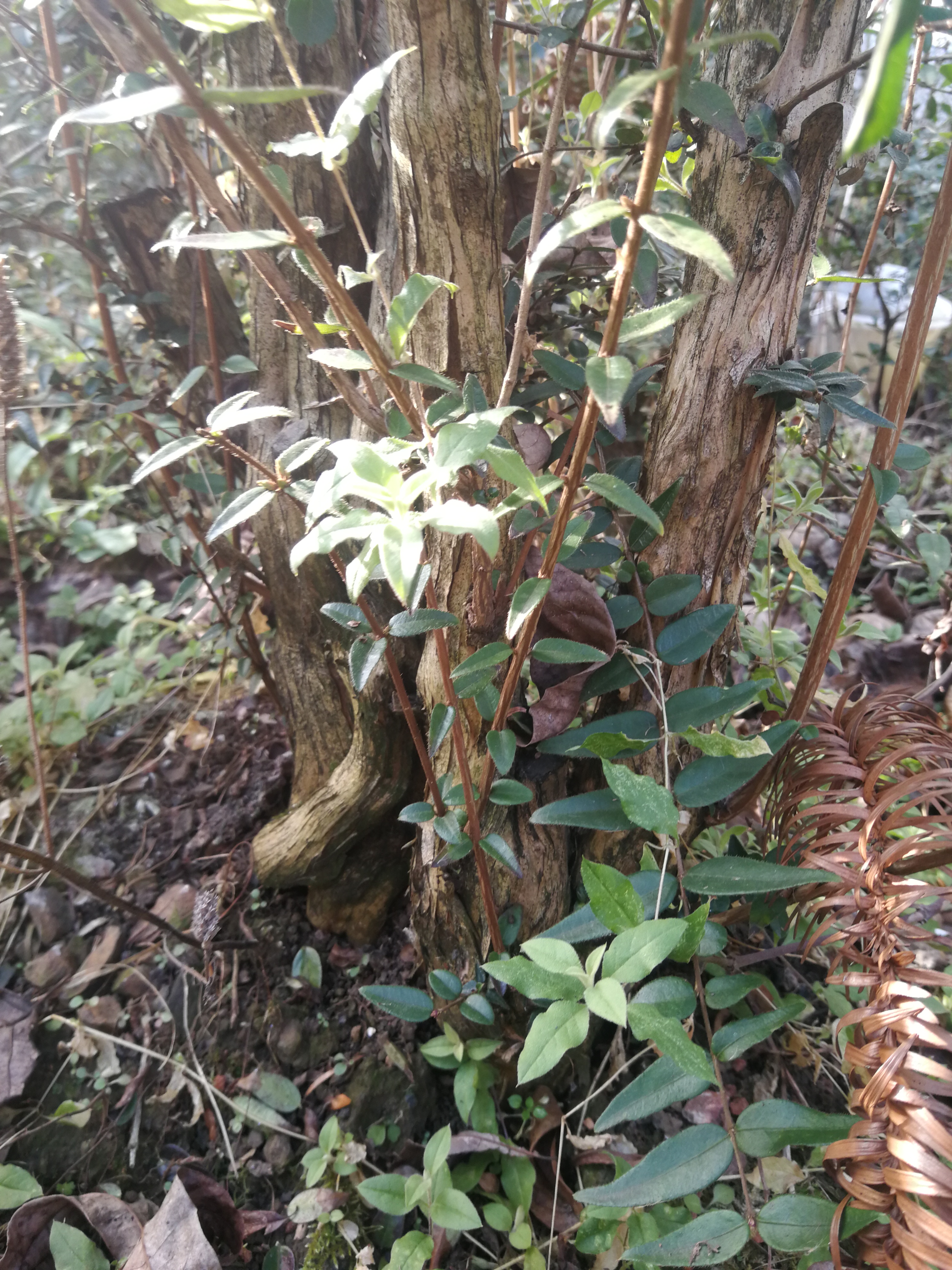 女贞叶忍冬图片欣赏3