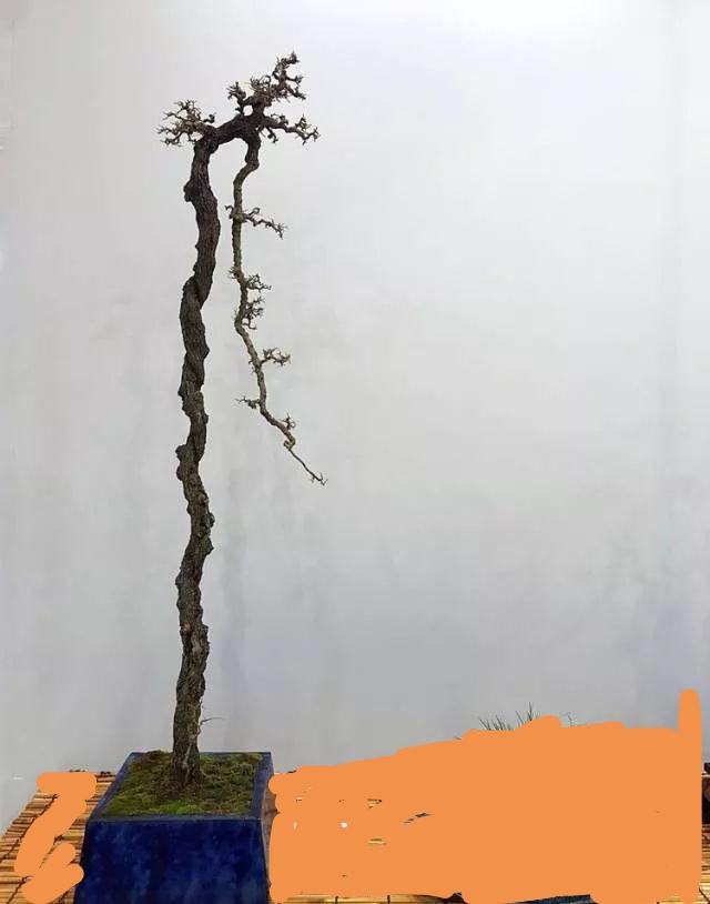 跌枝盆景图片欣赏b