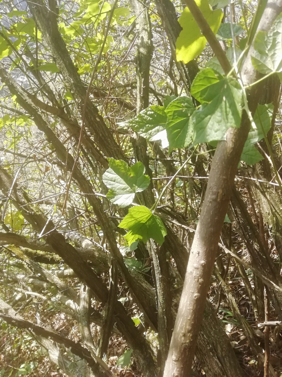 鬼箭羽也叫鬼见愁 别称六面树,四面斩,四棱树,四面箭,麻药等,中药名叫