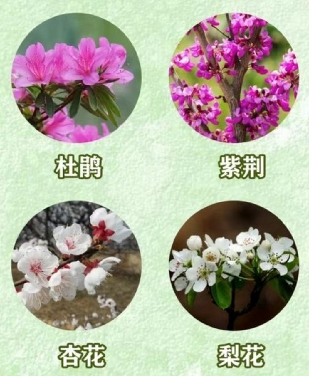 春天的植物名字图片