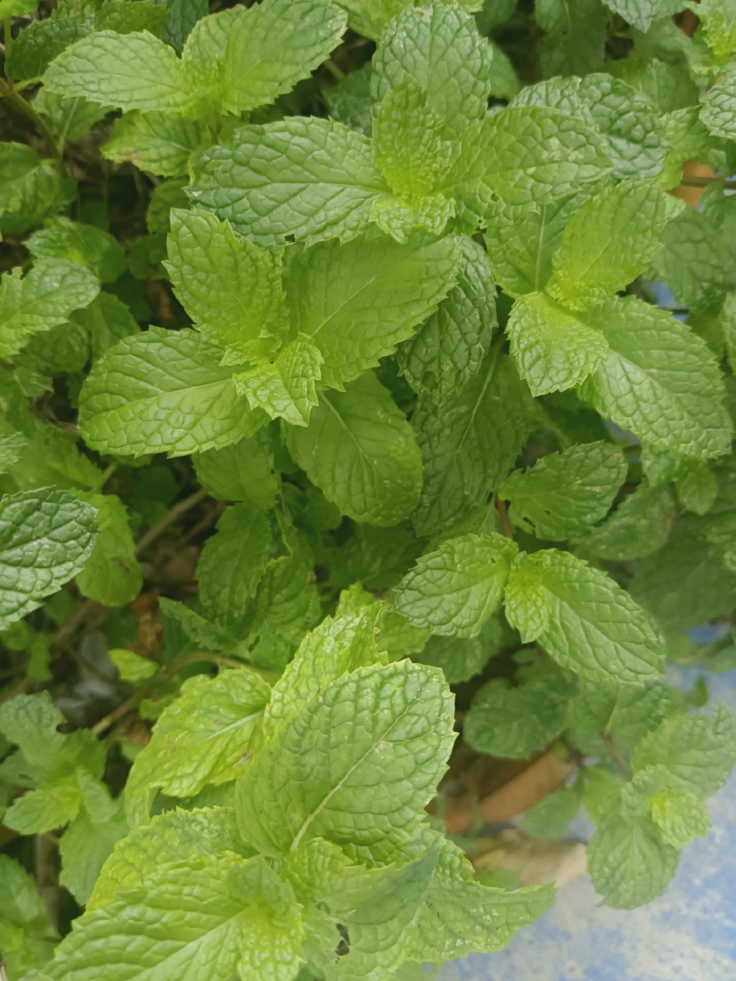 薄荷驱蚊灭蟑螂