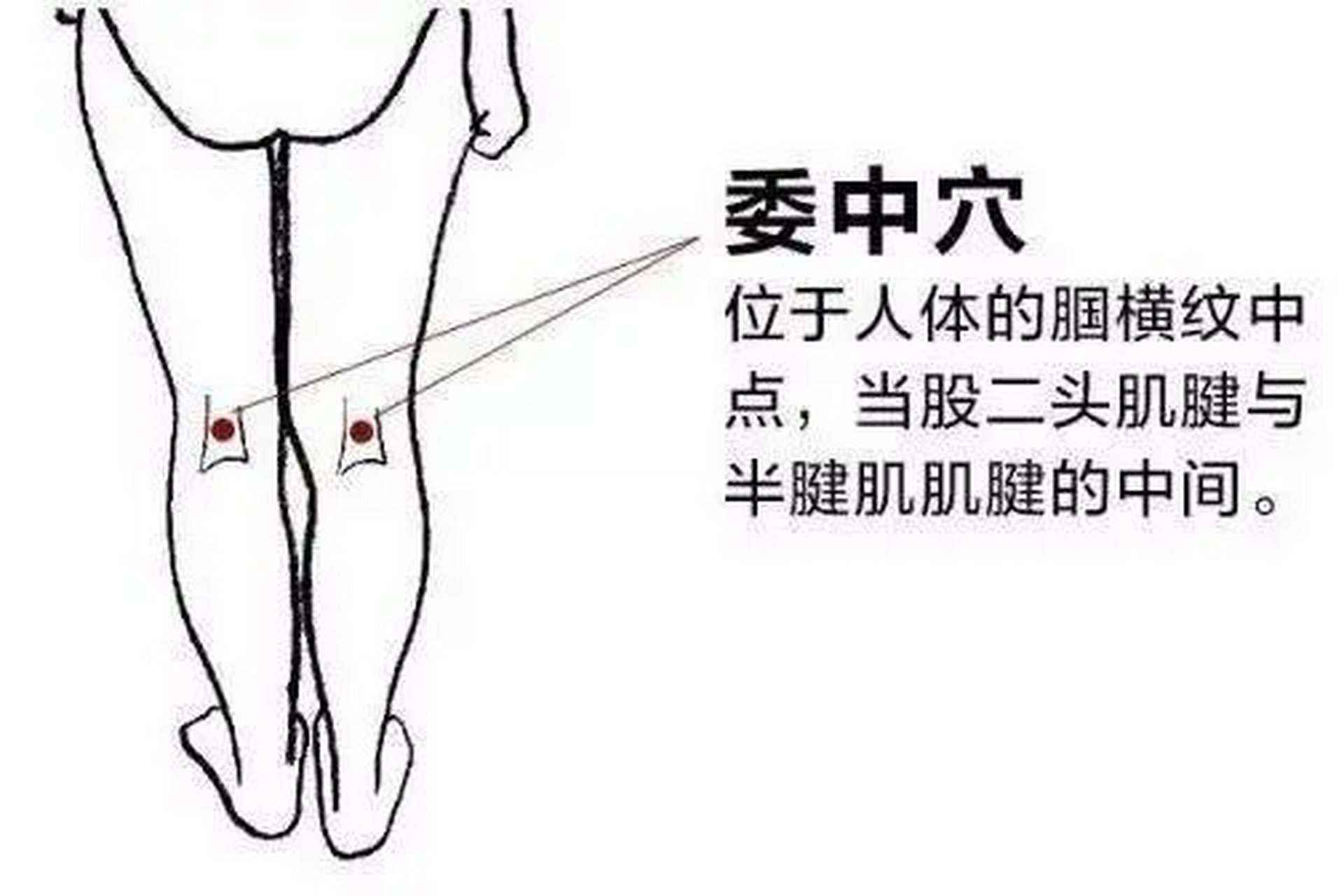 委中准确位置图和作用图片