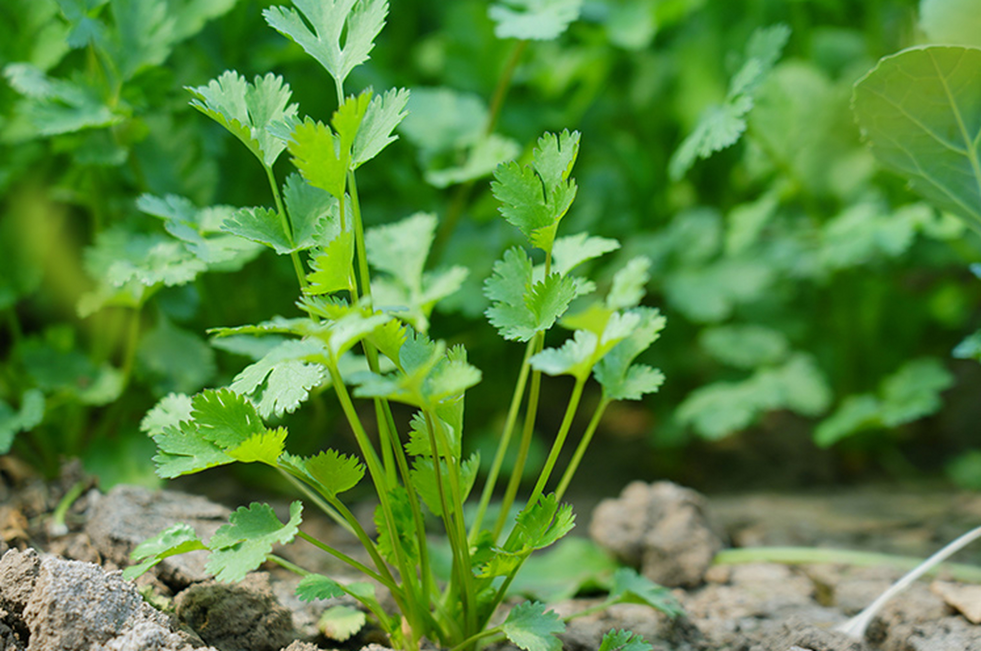 新鲜西季香菜,发芽率高,生长迅速,栽培简单,让你的餐桌充满自然的味道