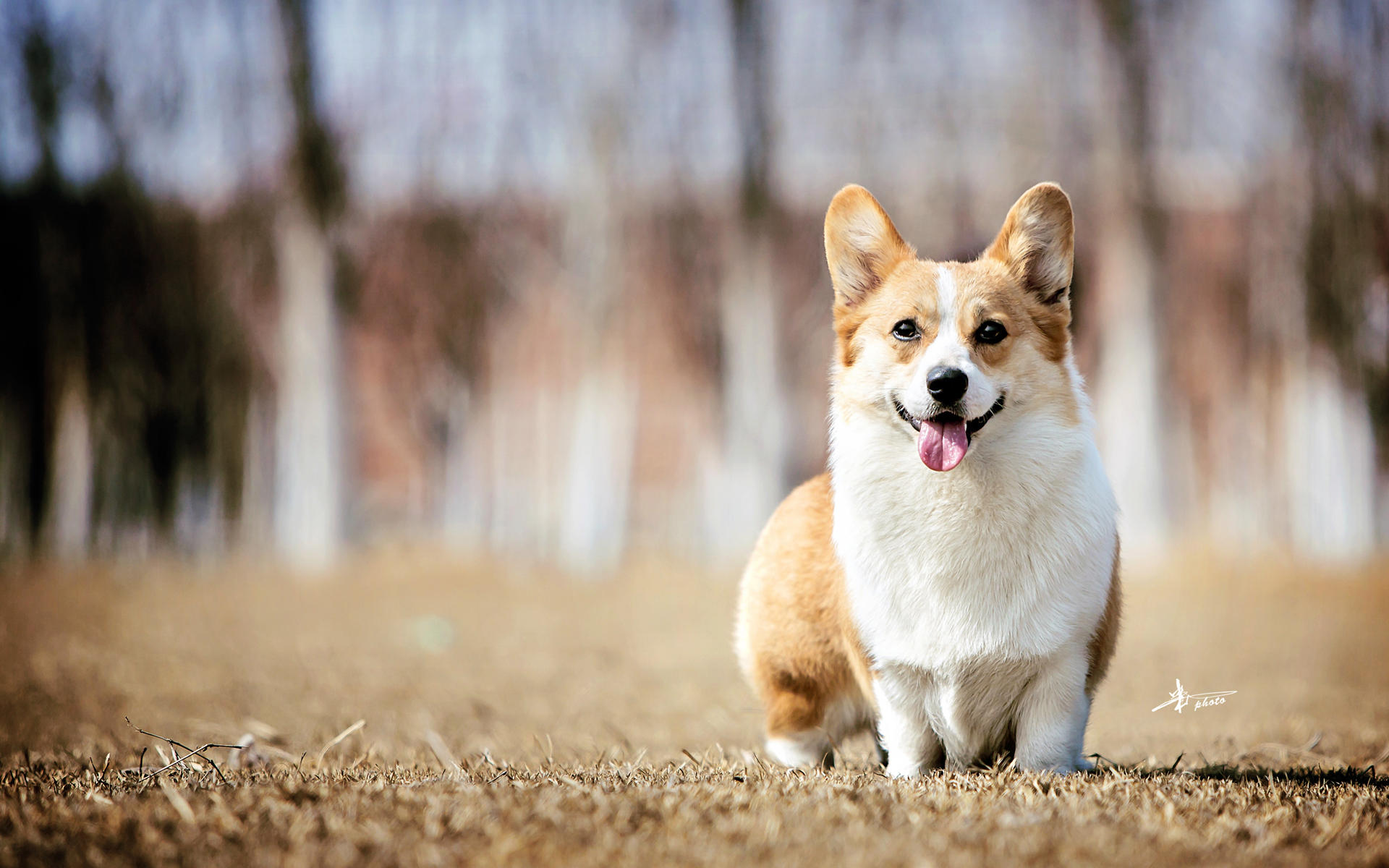 瑞典柯基犬是一种超级可爱,聪明,友善的小型犬!