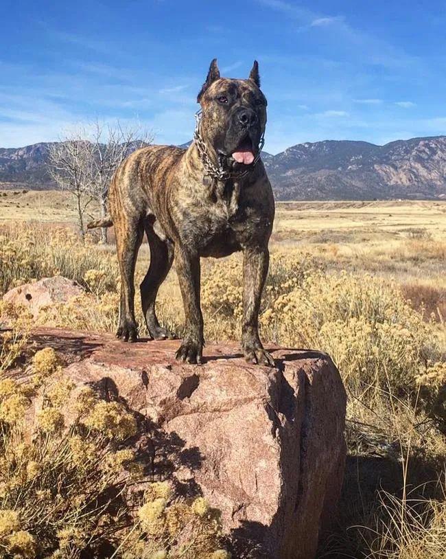 每天认识一种犬西班牙加纳利犬  嘿,大家好!