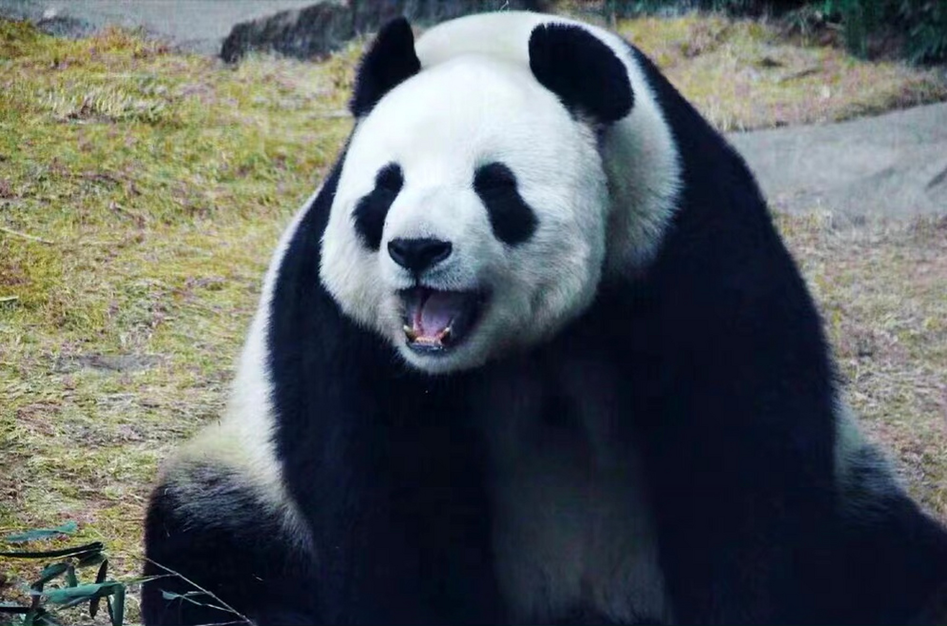 萌妹儿飞云的微笑真的好治愈啊,人送外号"金刚芭比