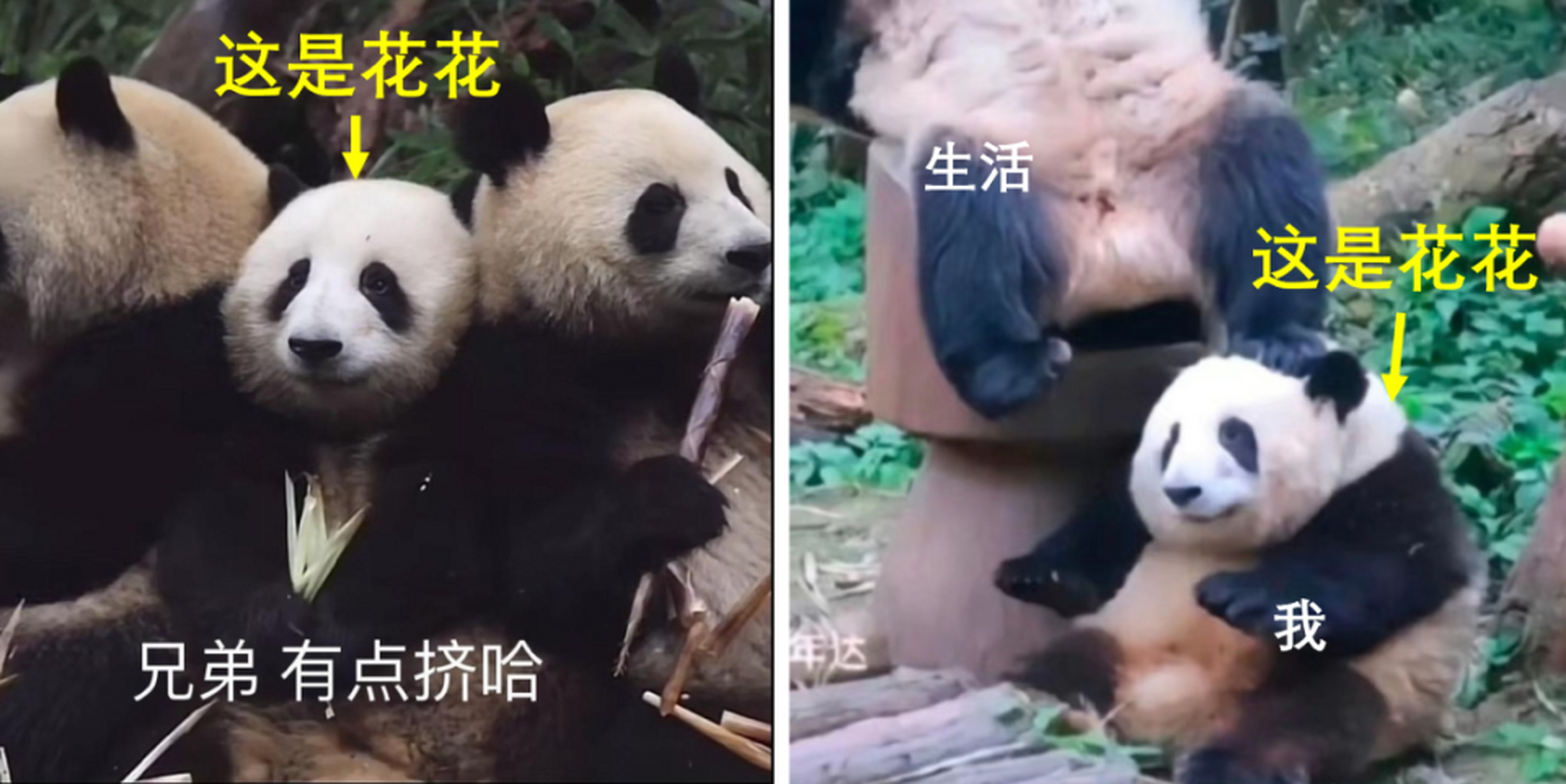 熊猫界顶流和花,小名花花,被留级了,"因体重太轻不能从幼儿园"毕业